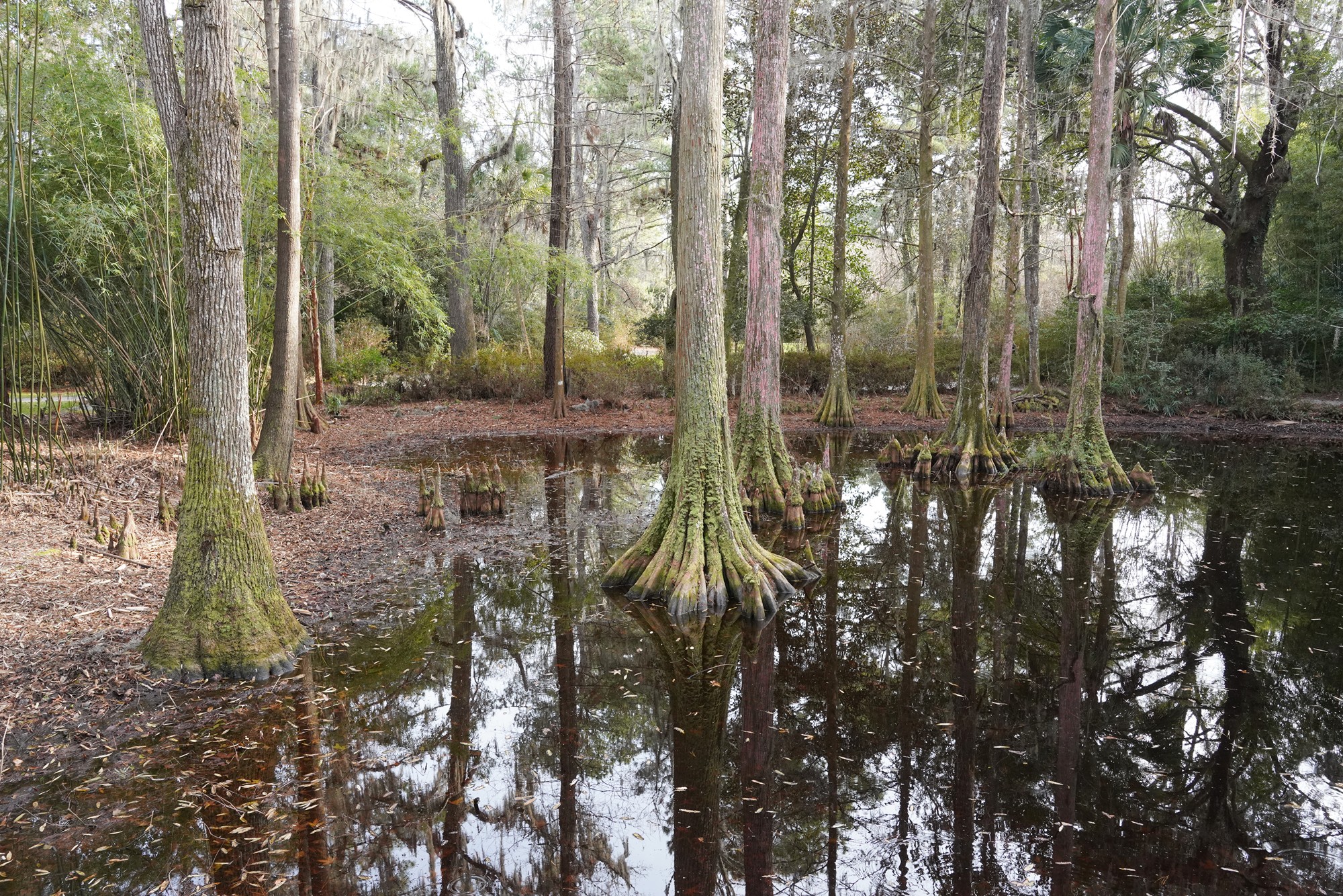 Magnolia Plantation (48)