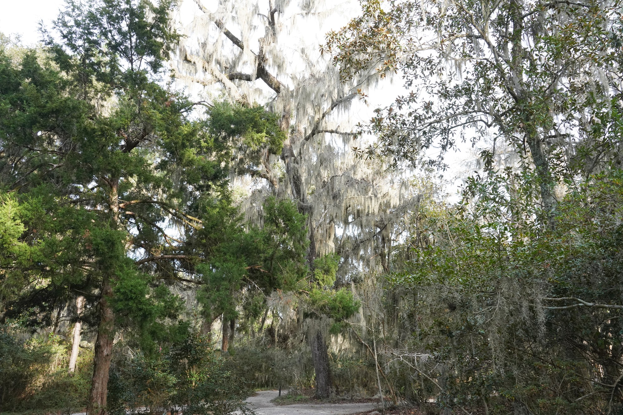Magnolia Plantation (49)