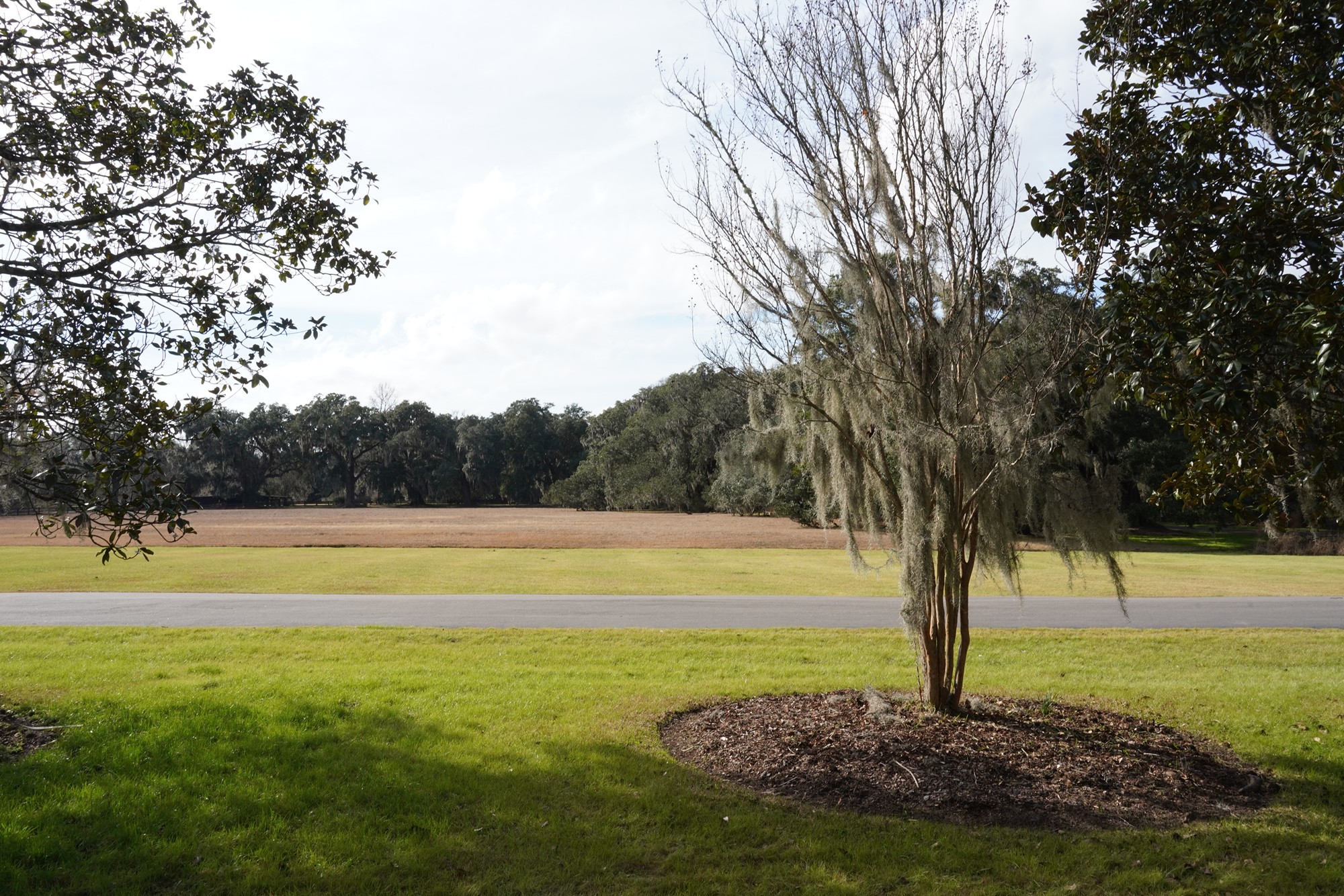 Magnolia Plantation (5)