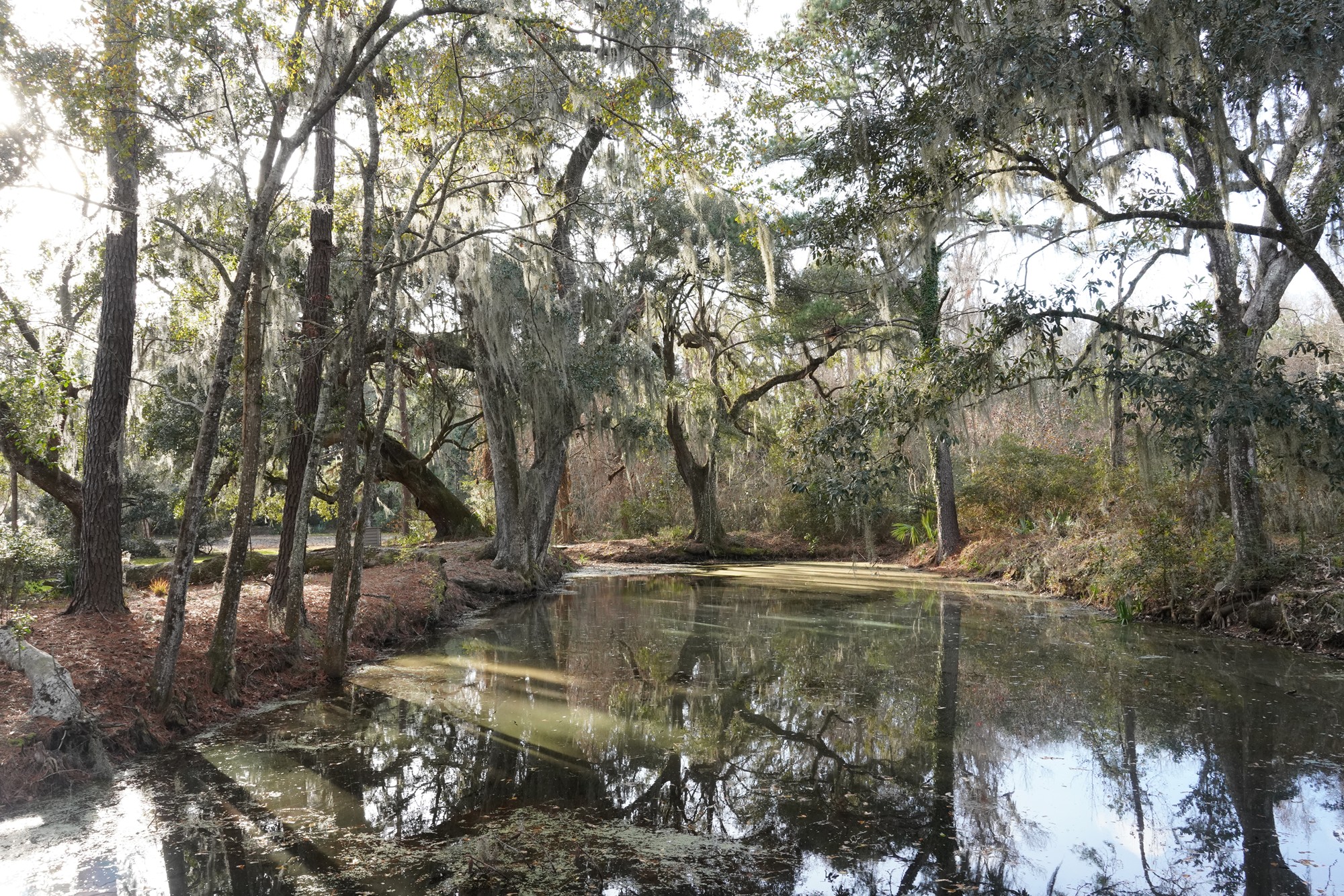 Magnolia Plantation (50)