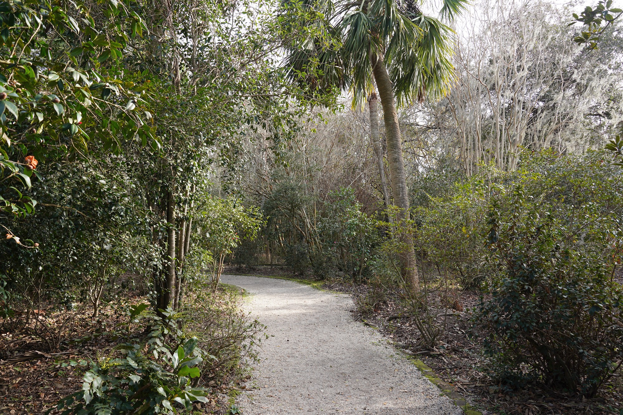 Magnolia Plantation (8)