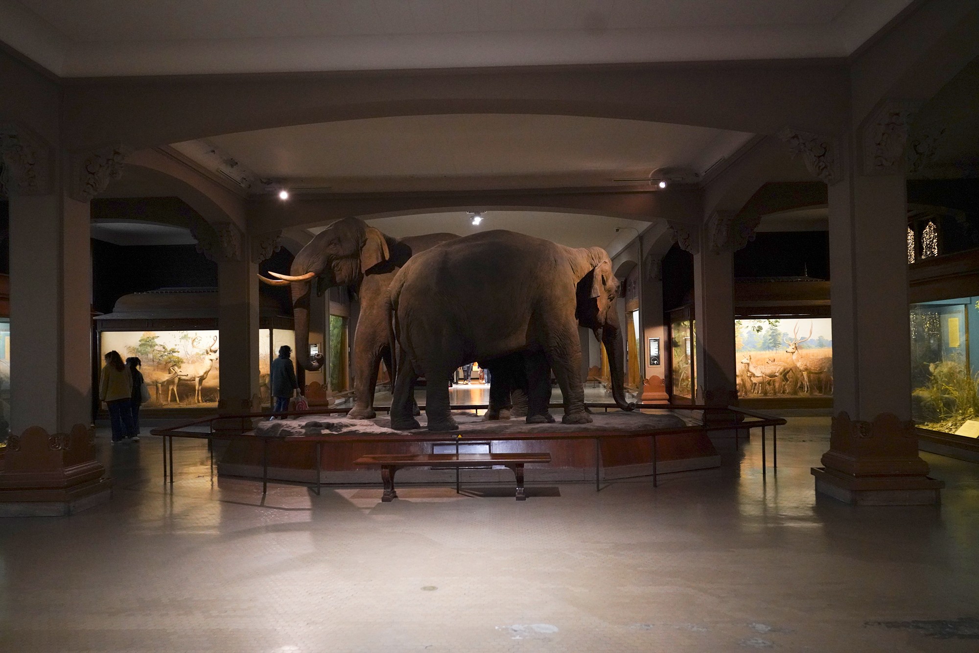 Amerian Museum of Natural History - Earth (12)