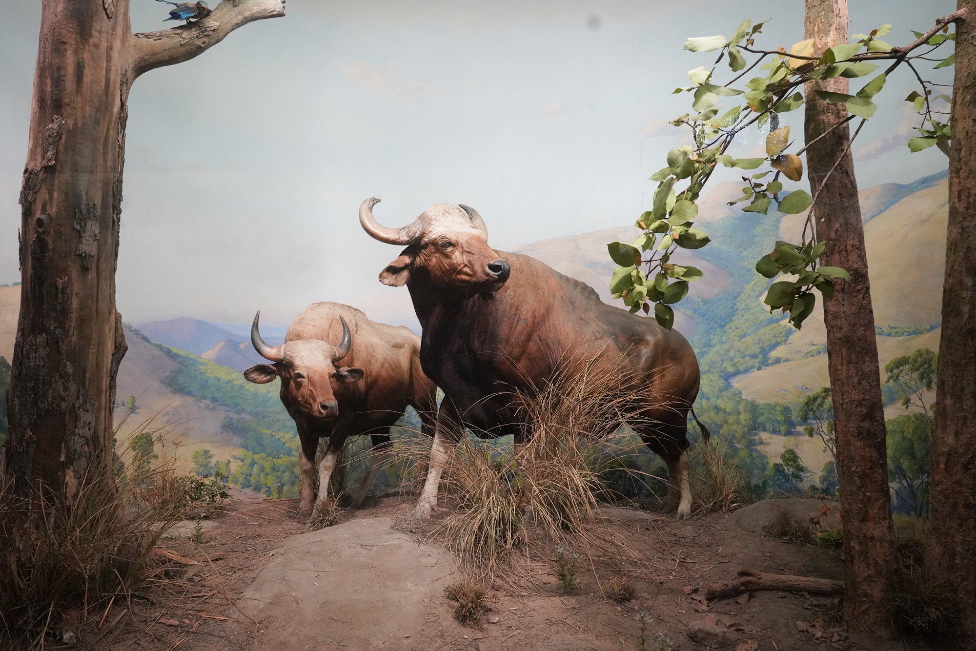 Amerian Museum of Natural History - Earth (15)