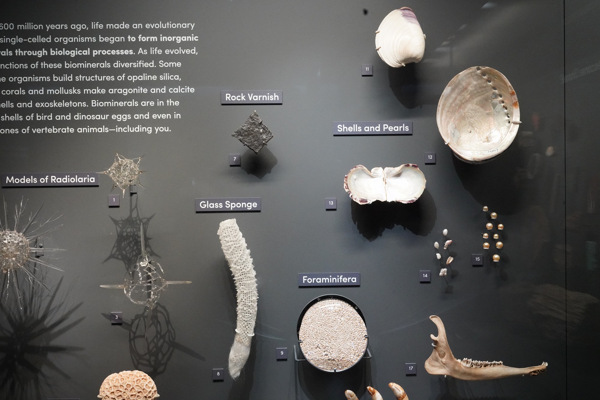 Amerian Museum of Natural History - Earth (29)