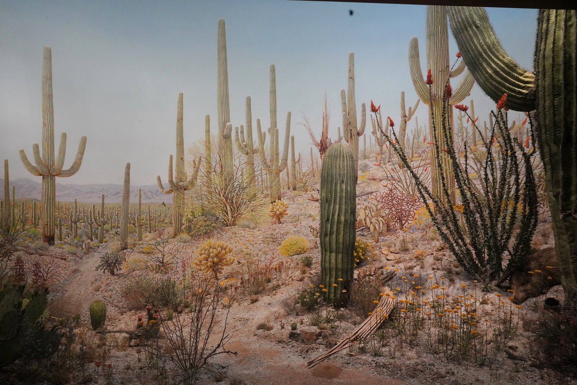 Amerian Museum of Natural History - Earth (64)