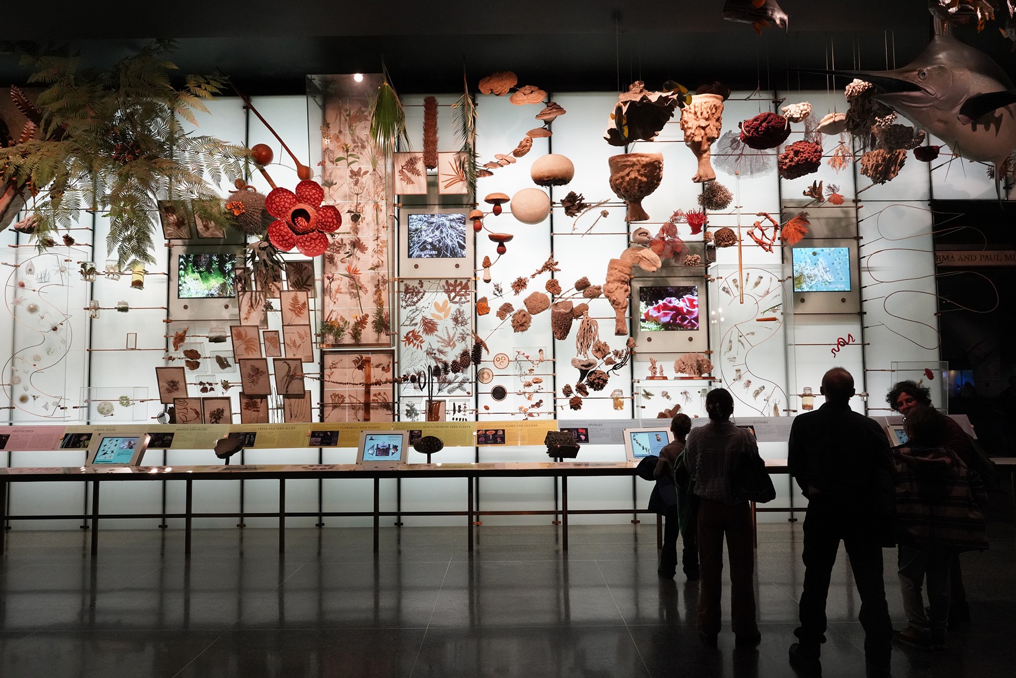 Amerian Museum of Natural History - Earth (69)