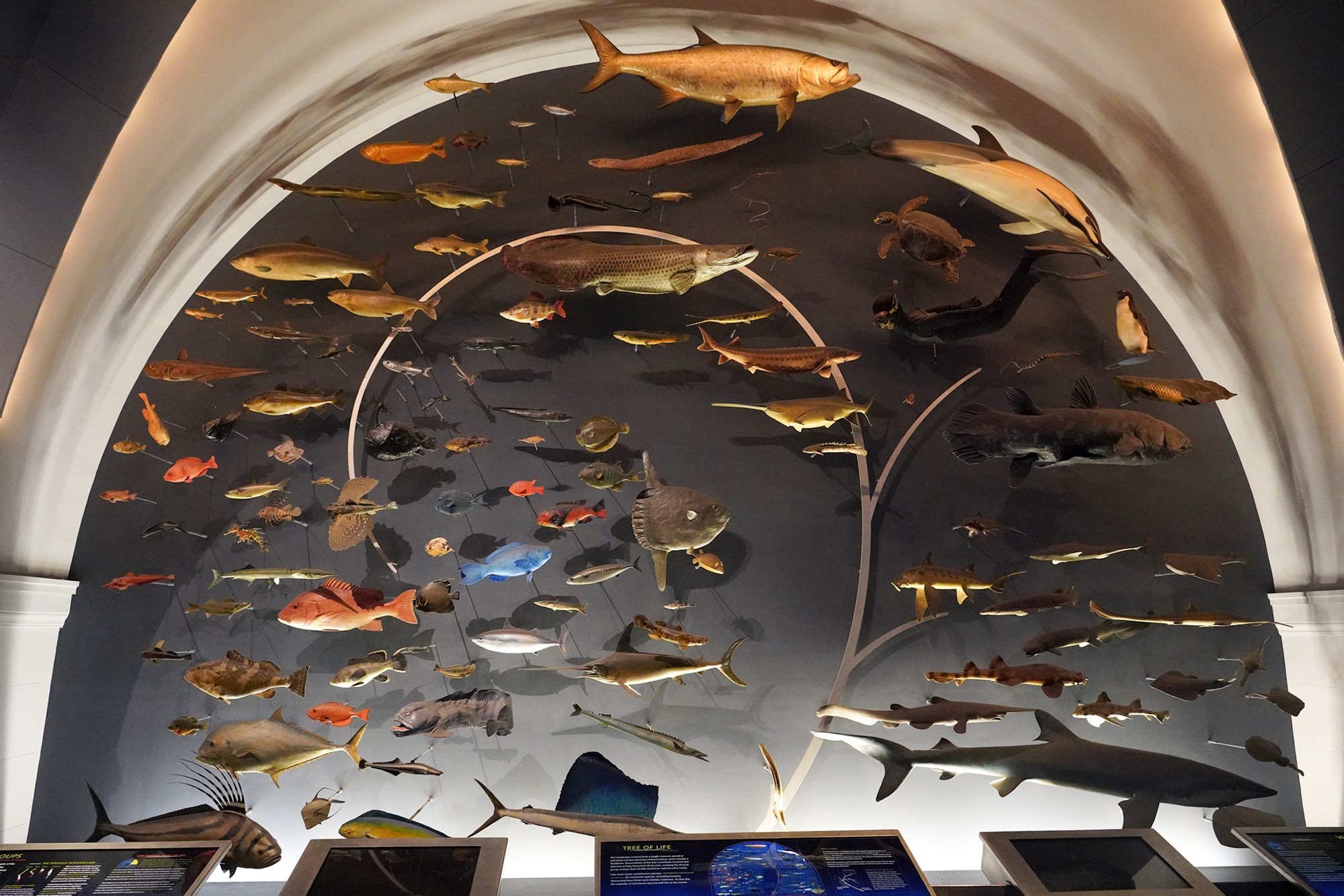 Amerian Museum of Natural History - Earth (75)