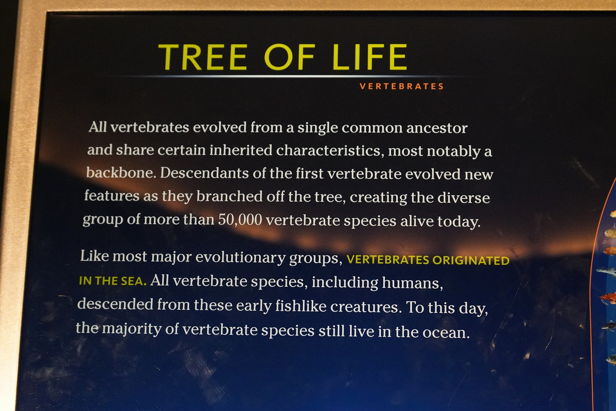 Amerian Museum of Natural History - Earth (76)