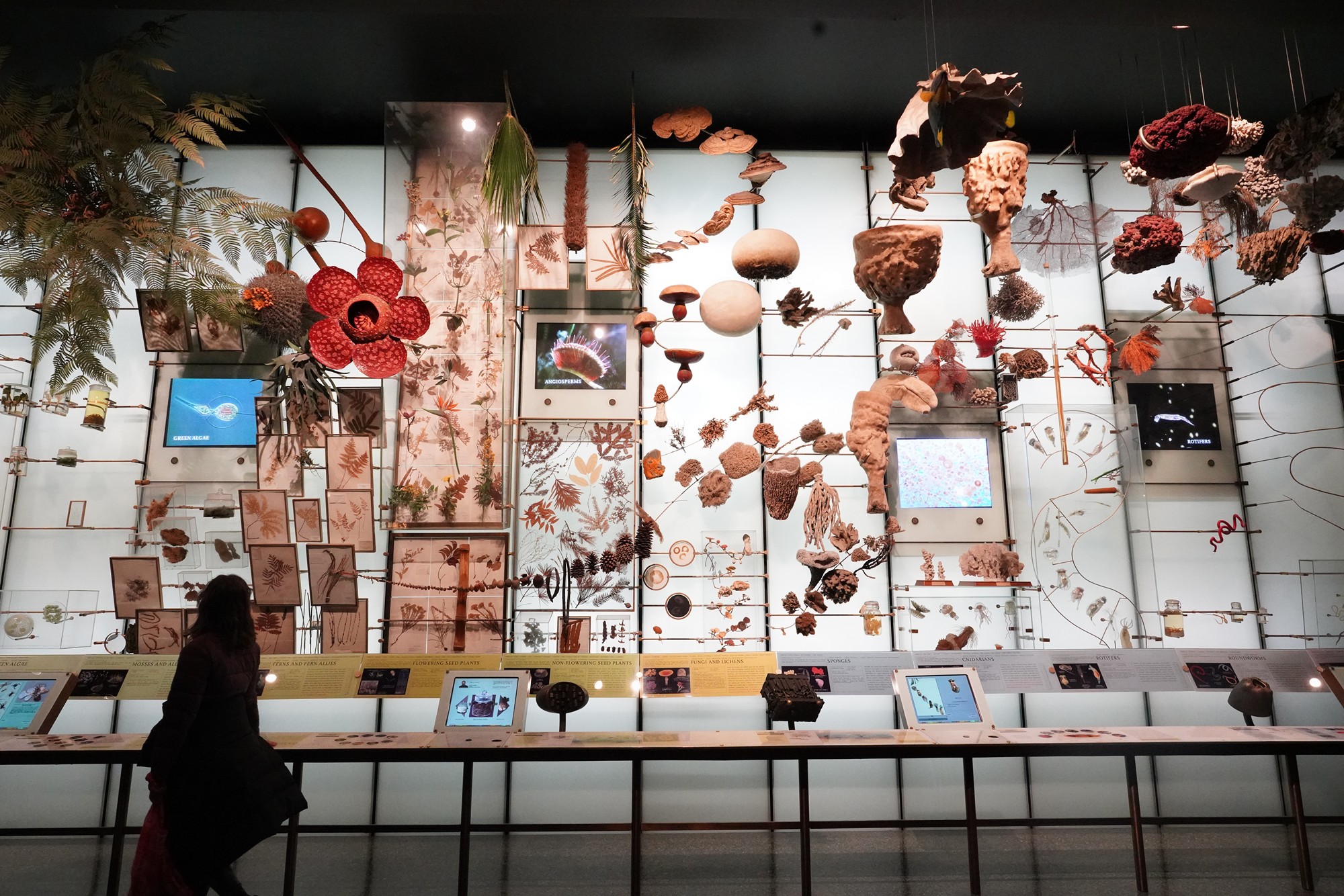 Amerian Museum of Natural History - Earth (79)