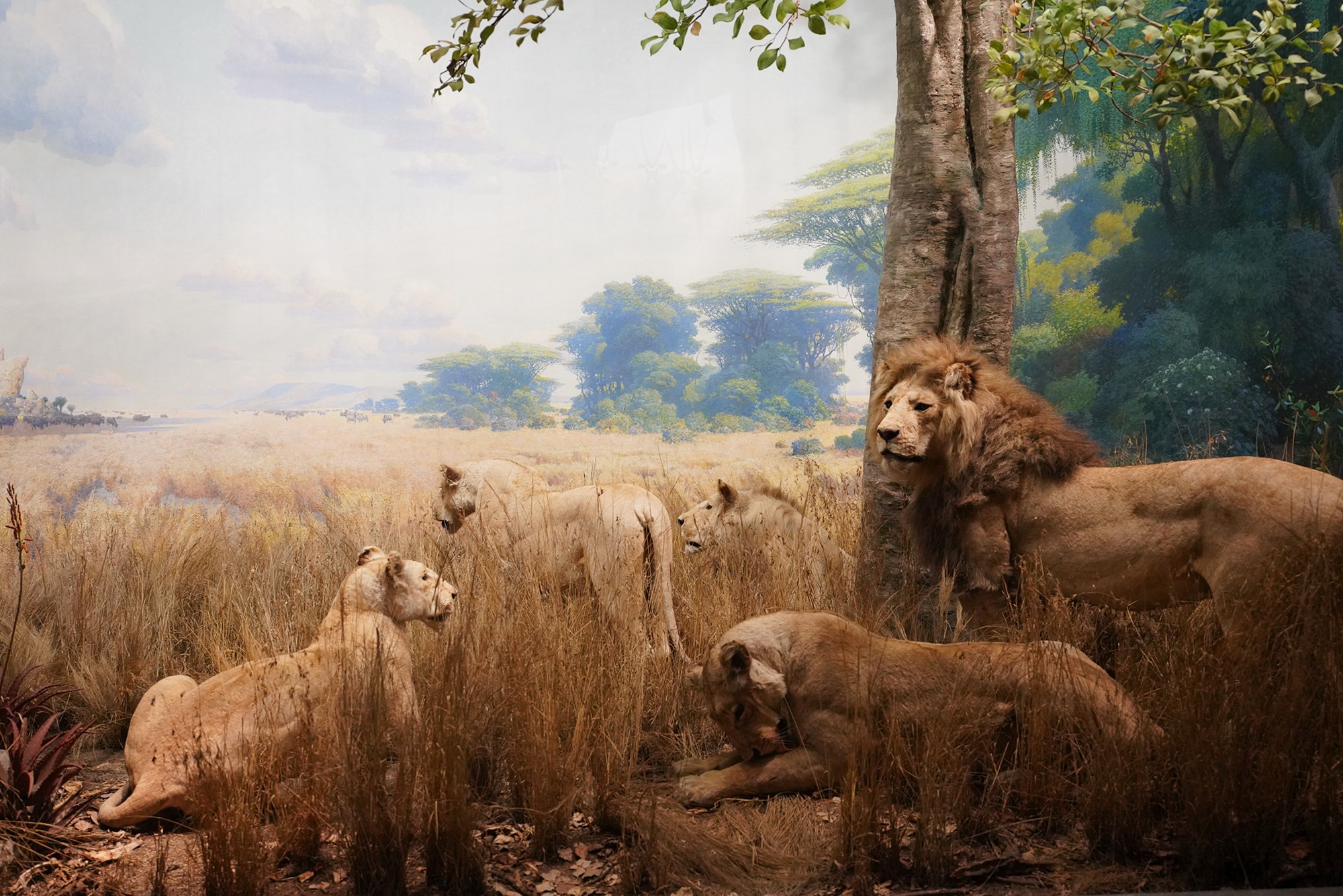 Amerian Museum of Natural History - Earth (86)