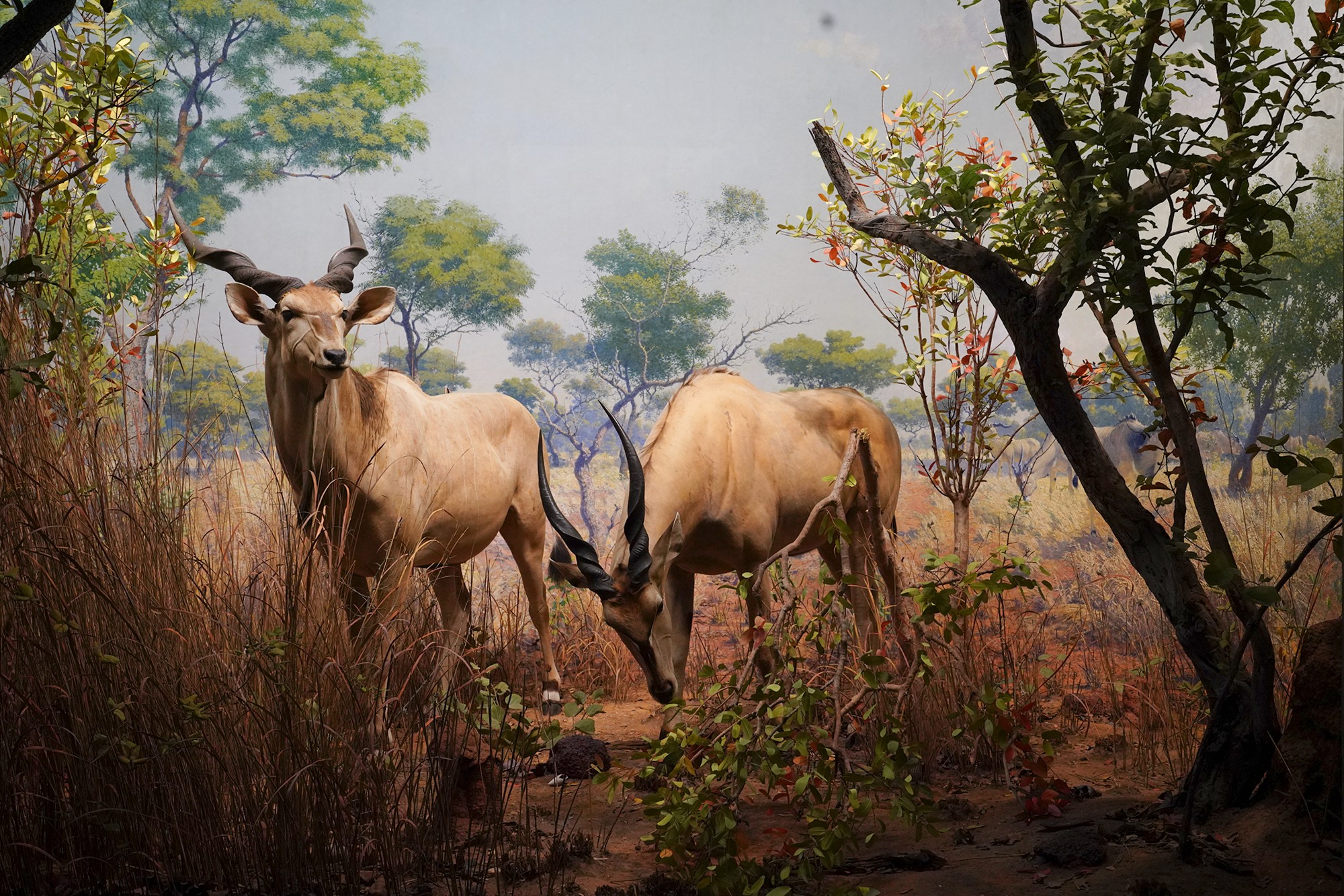 Amerian Museum of Natural History - Earth (87)