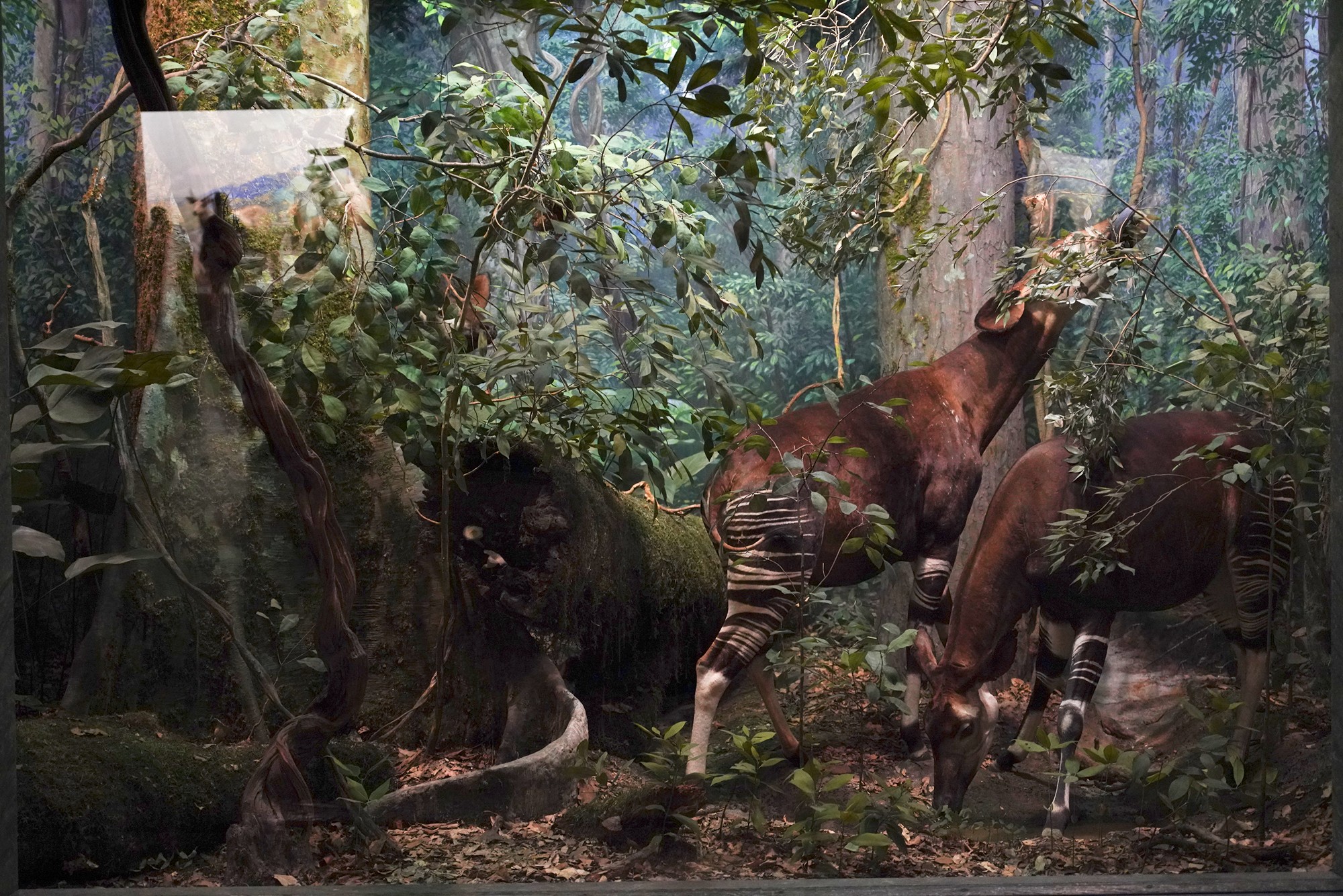 Amerian Museum of Natural History - Earth (88)