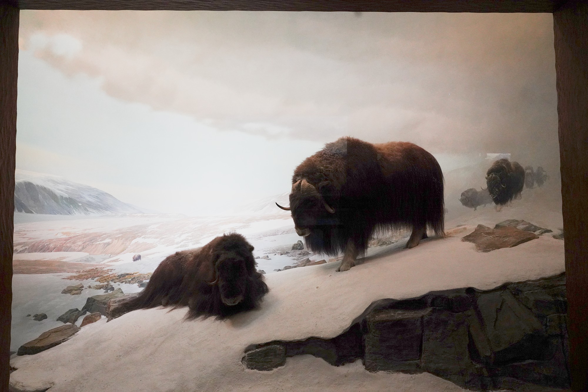 Amerian Museum of Natural History - Earth (9)