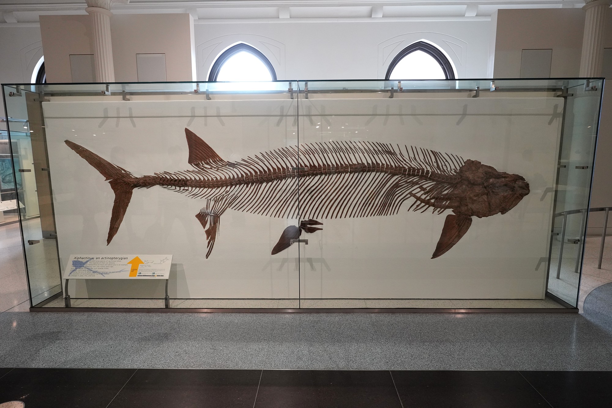 Amerian Museum of Natural History - Earth (94)