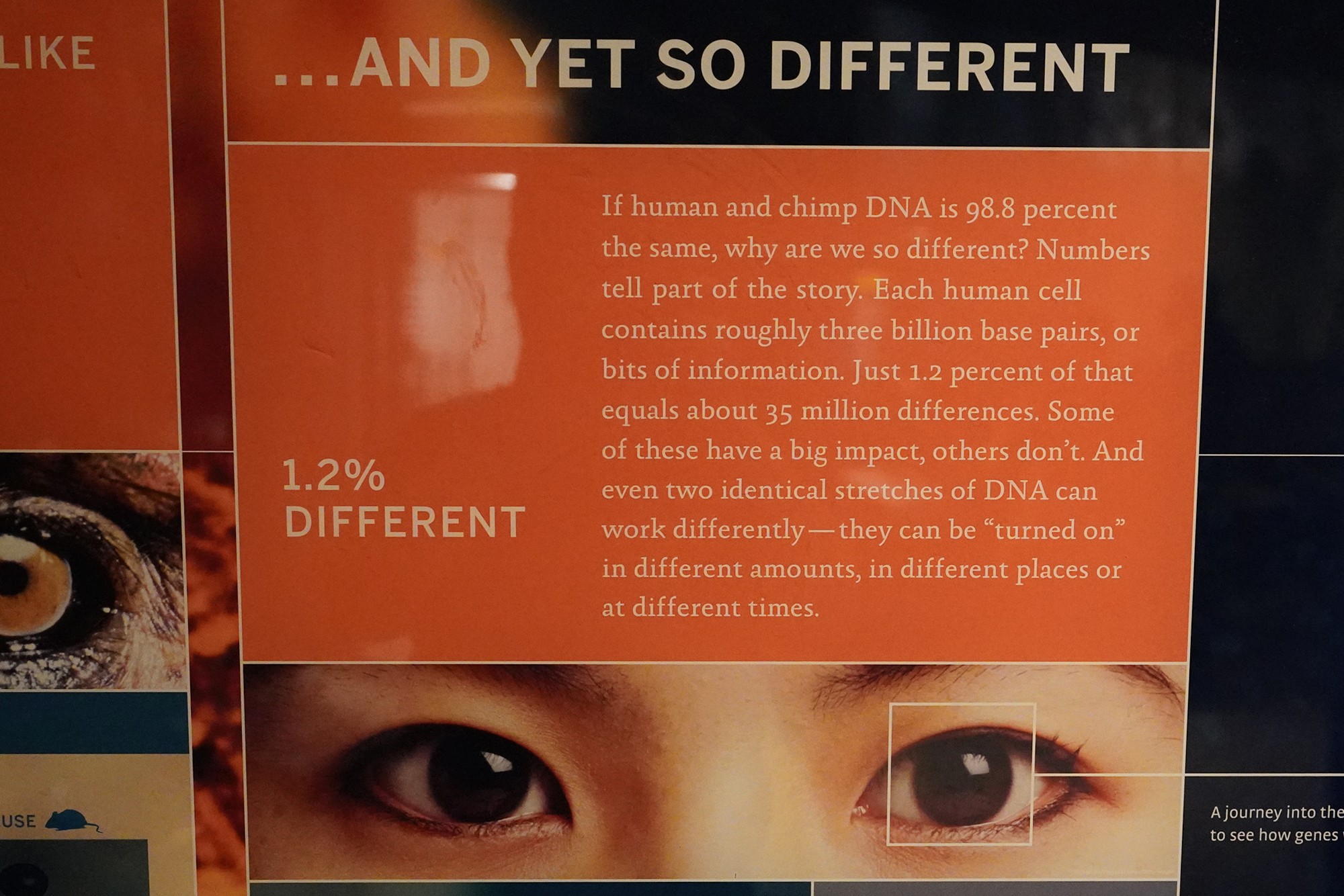 Amerian Museum of Natural History - Human Origins (10)