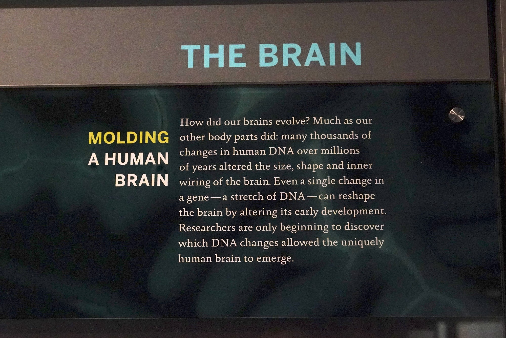 Amerian Museum of Natural History - Human Origins (102)