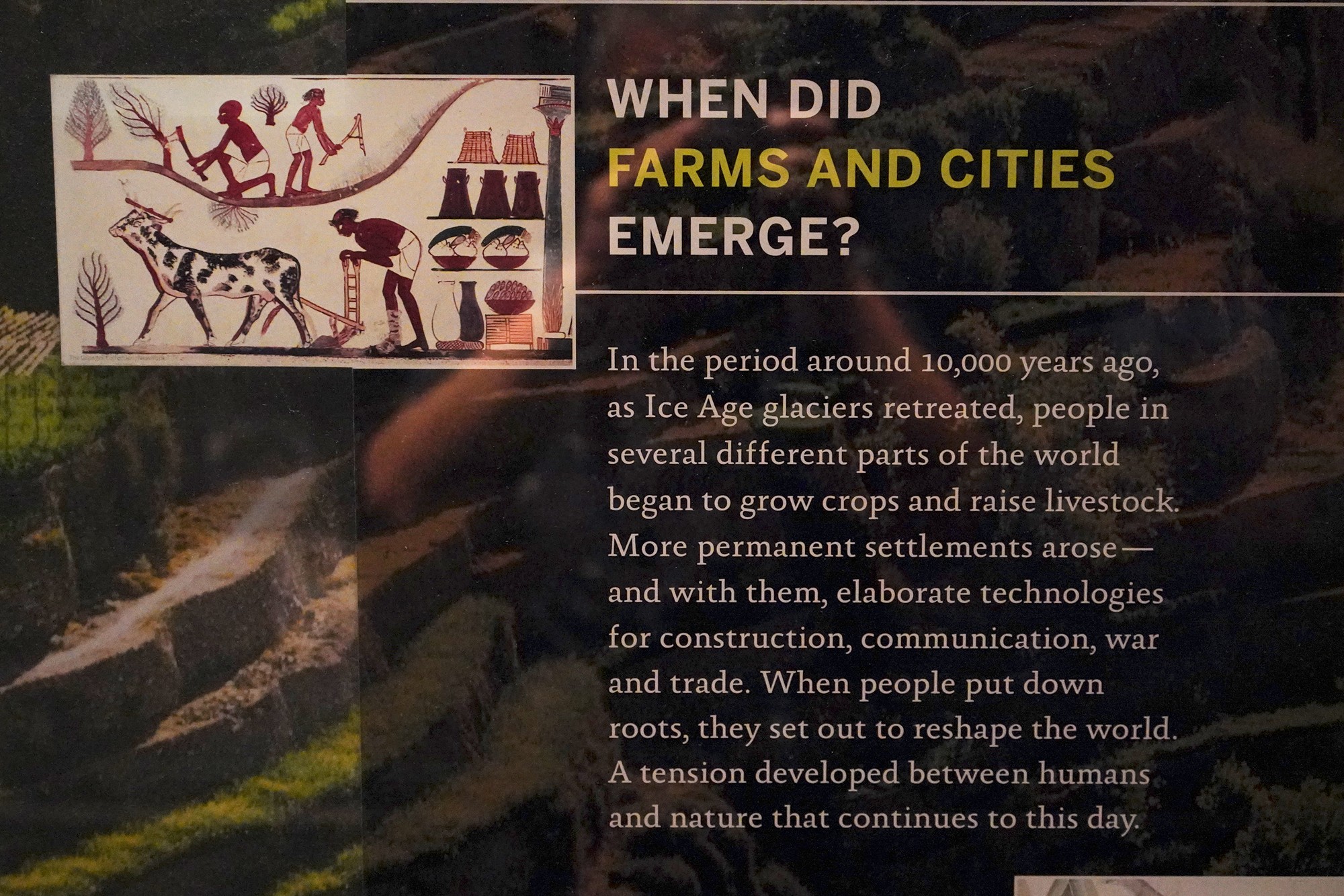 Amerian Museum of Natural History - Human Origins (105)