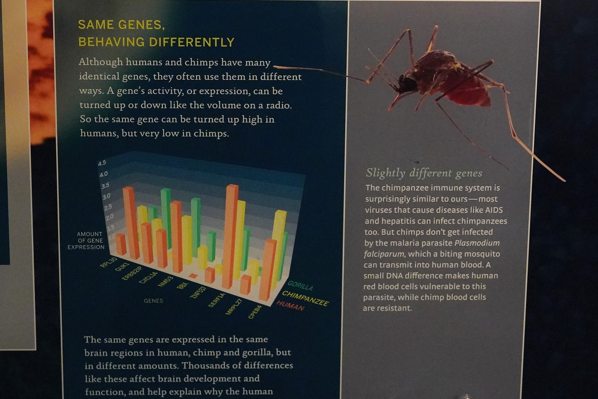 Amerian Museum of Natural History - Human Origins (11)