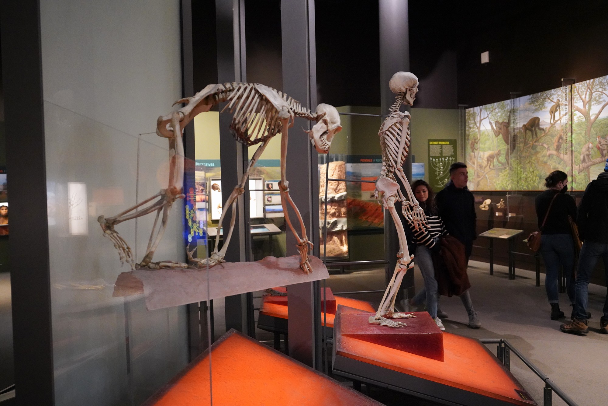 Amerian Museum of Natural History - Human Origins (12)