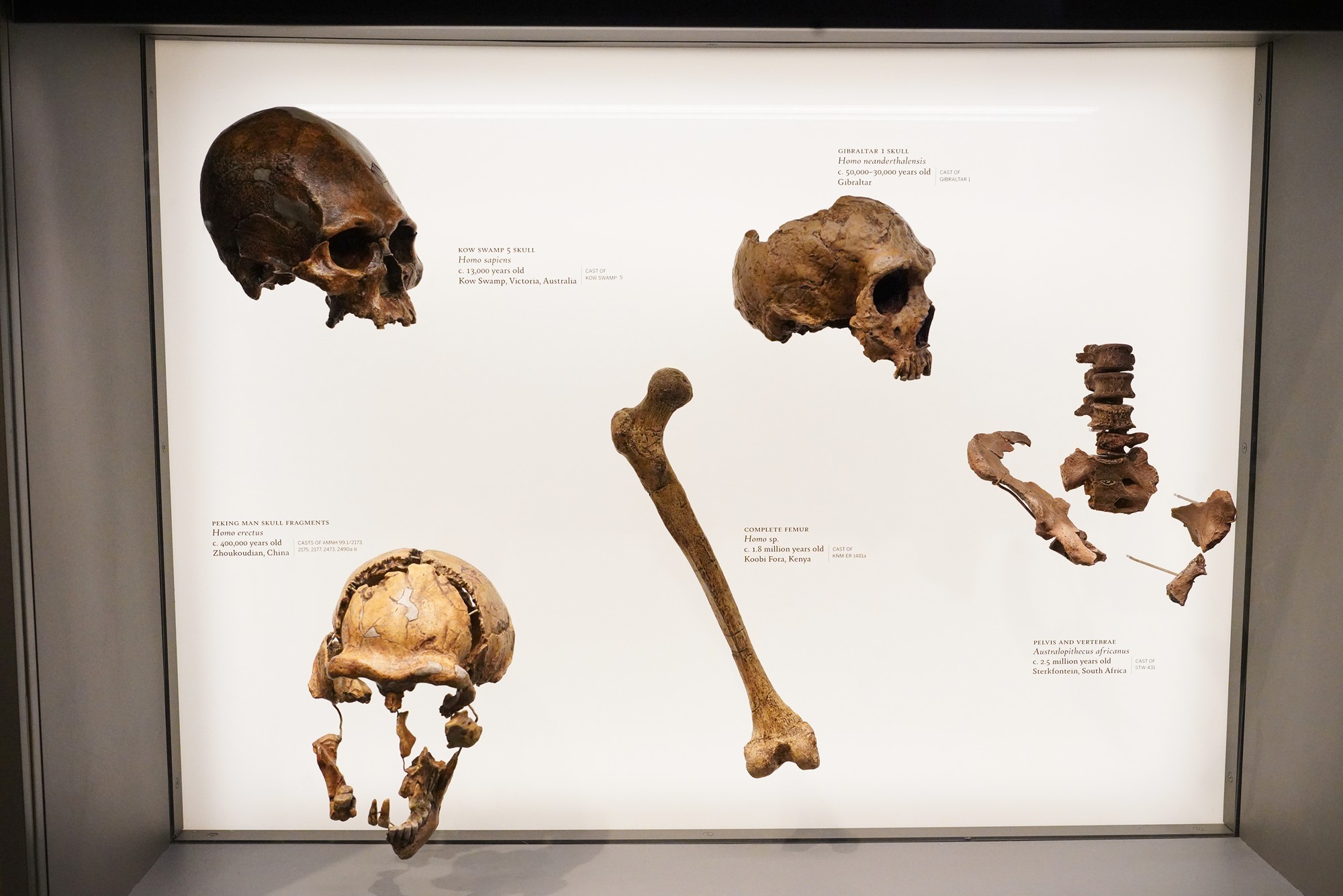 Amerian Museum of Natural History - Human Origins (13)