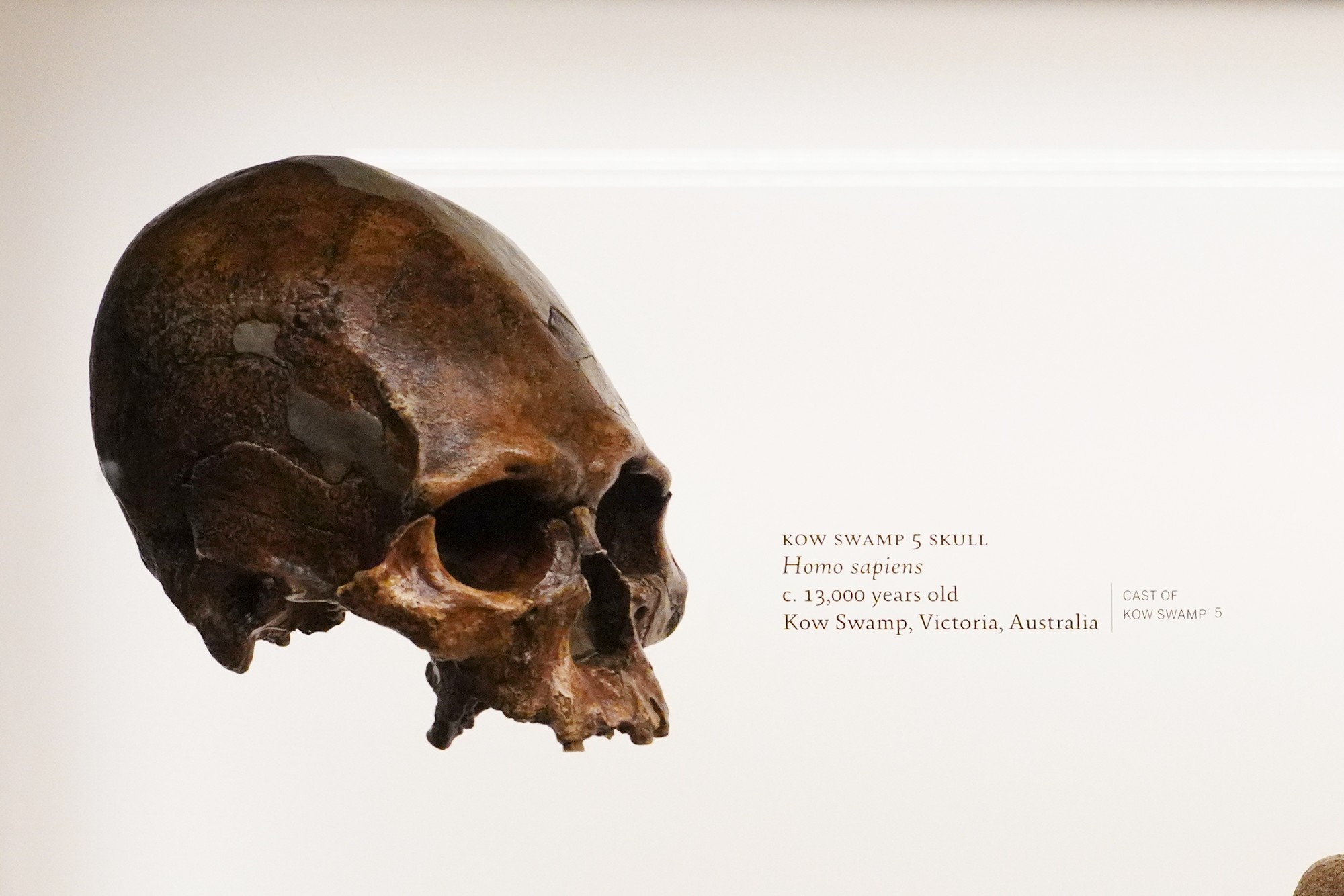 Amerian Museum of Natural History - Human Origins (14)