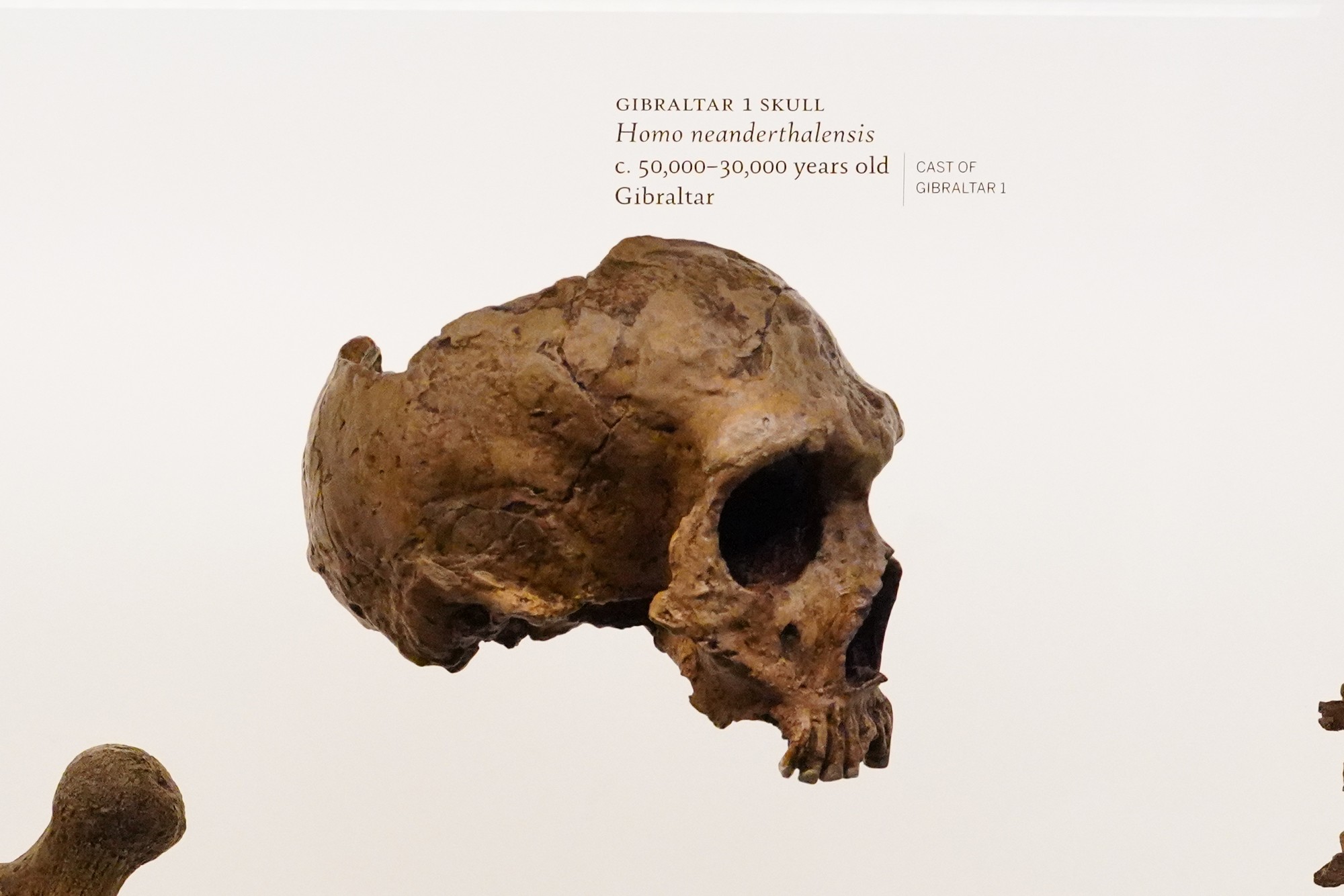 Amerian Museum of Natural History - Human Origins (15)