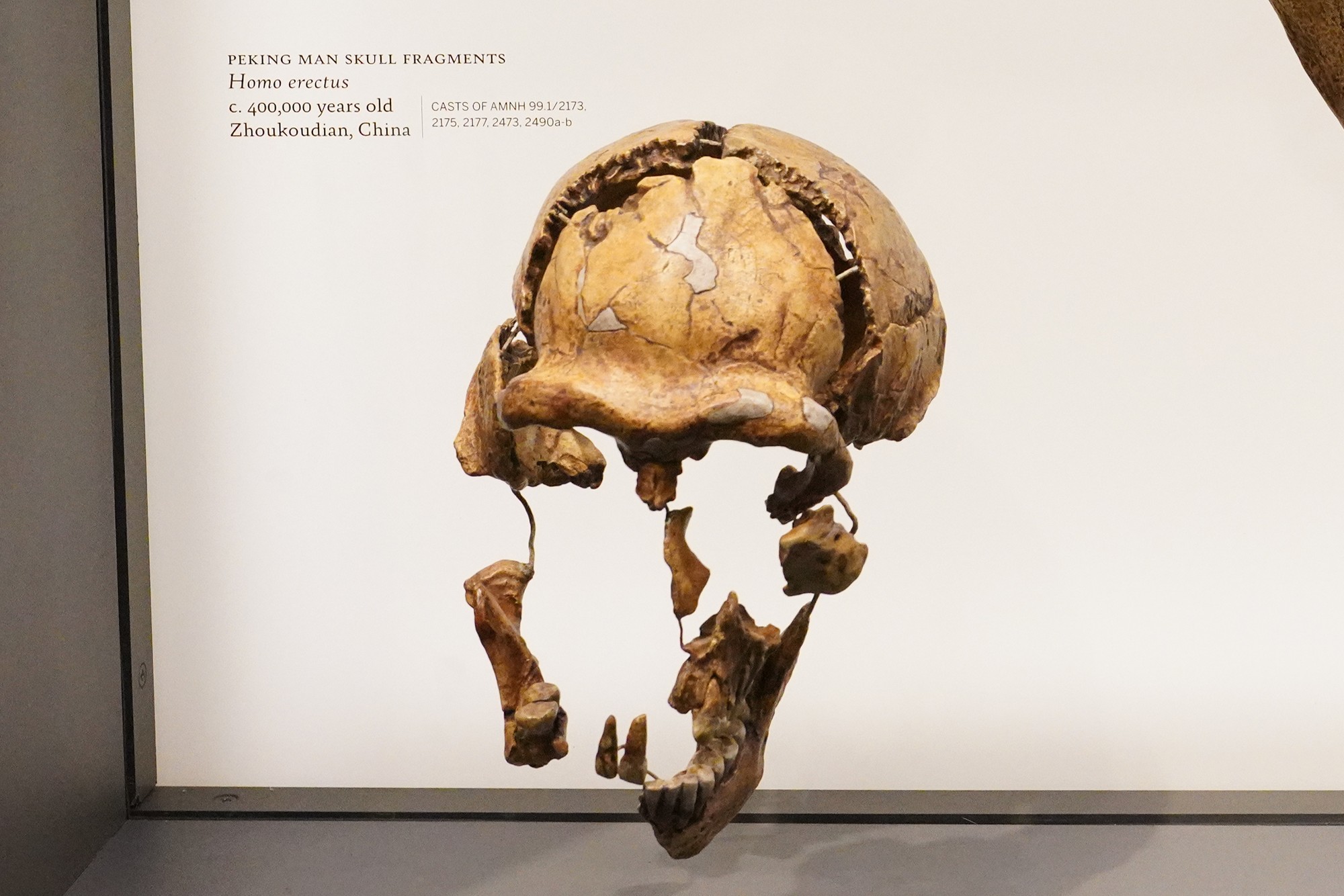 Amerian Museum of Natural History - Human Origins (16)