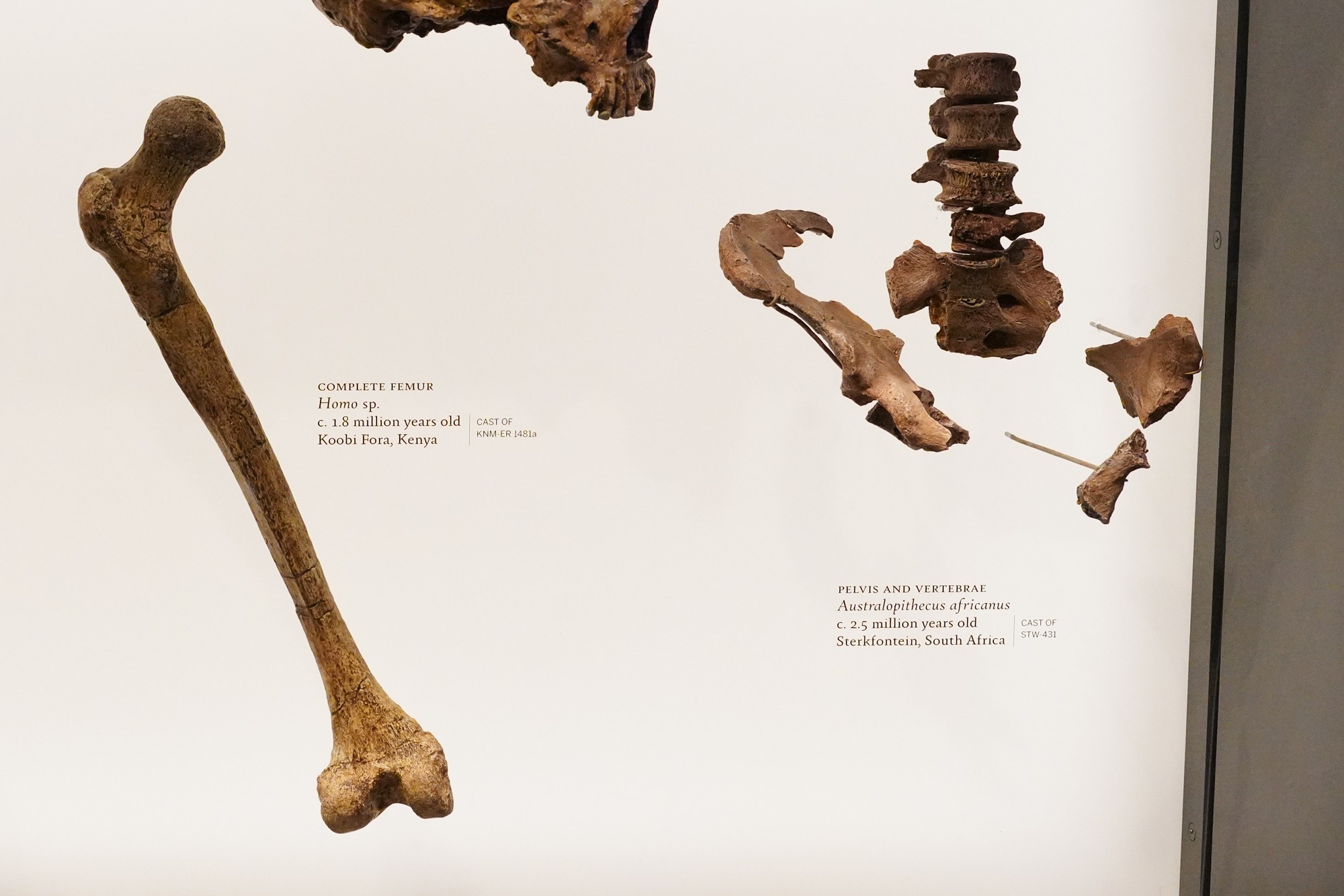 Amerian Museum of Natural History - Human Origins (17)