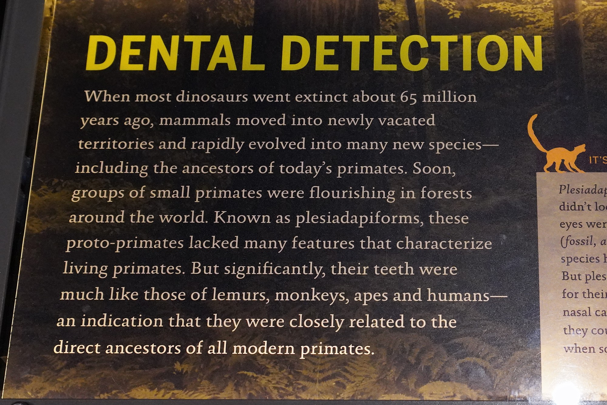 Amerian Museum of Natural History - Human Origins (18)