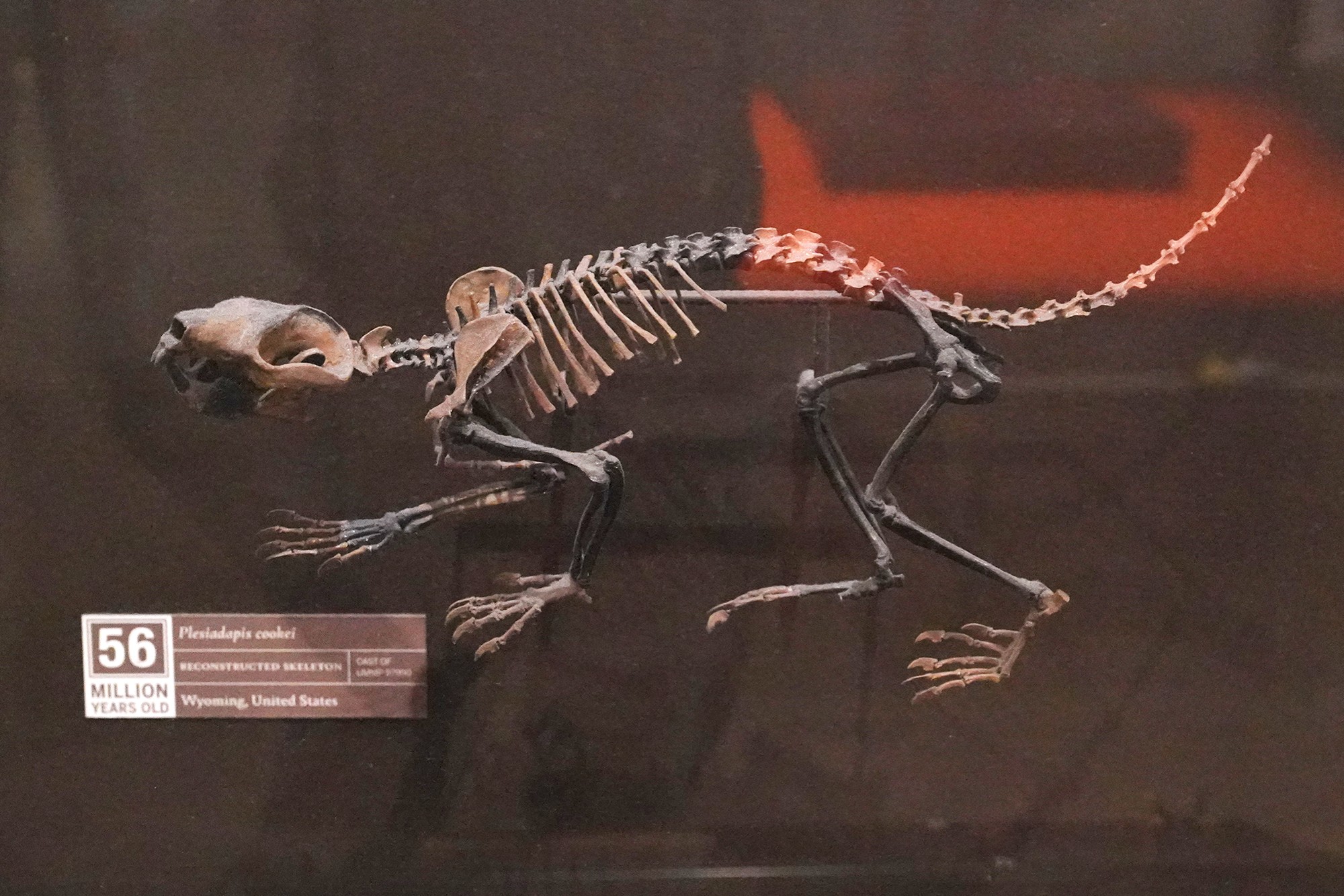 Amerian Museum of Natural History - Human Origins (19)