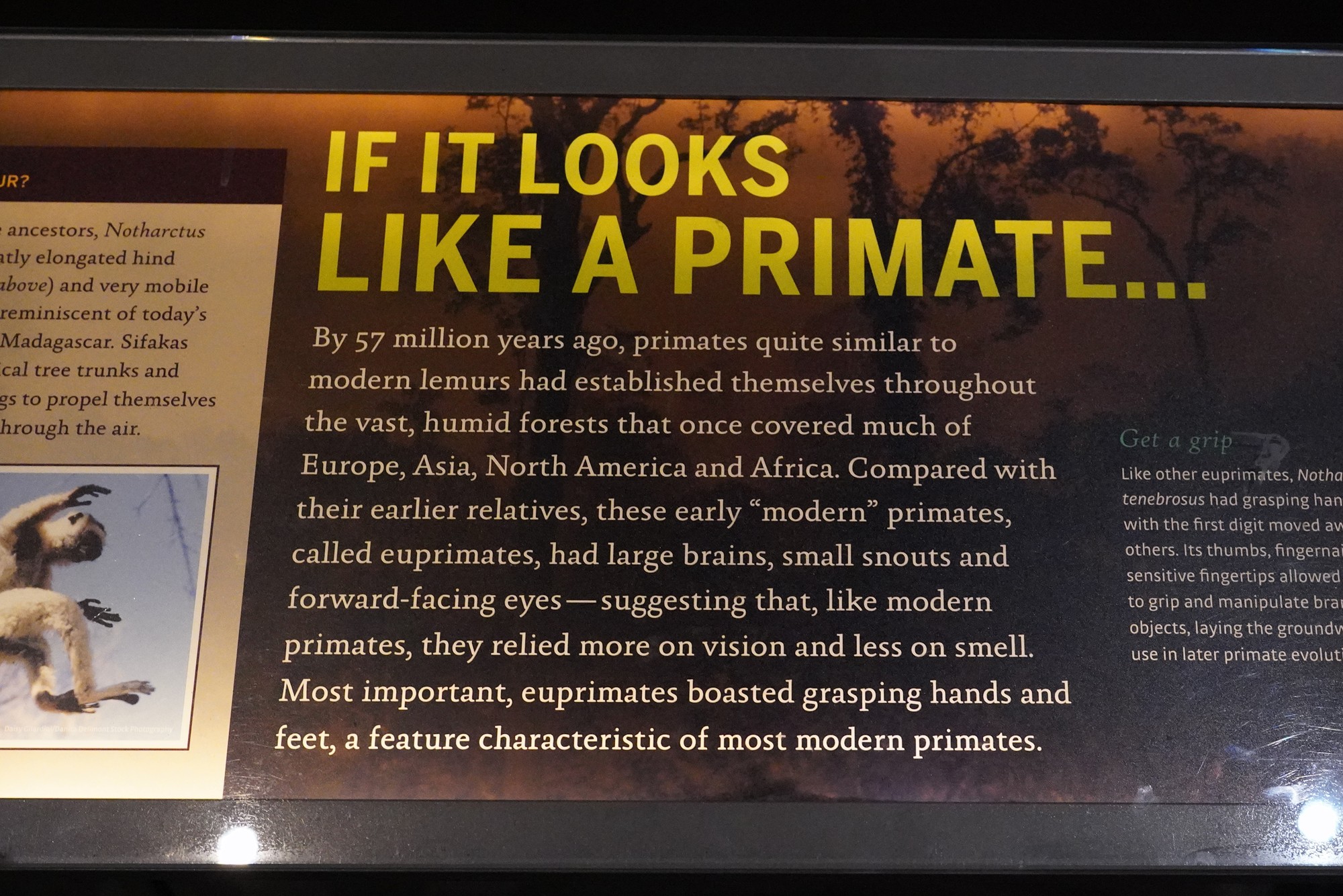 Amerian Museum of Natural History - Human Origins (20)