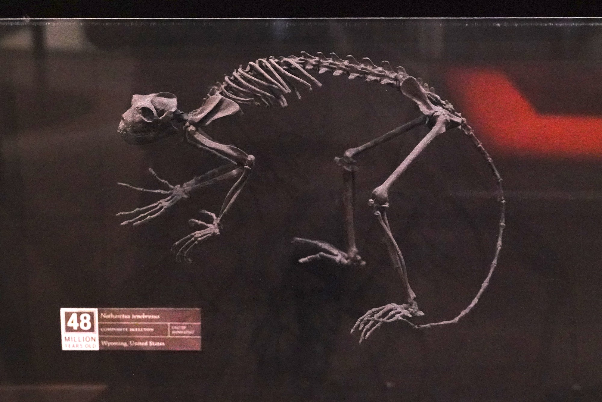 Amerian Museum of Natural History - Human Origins (21)