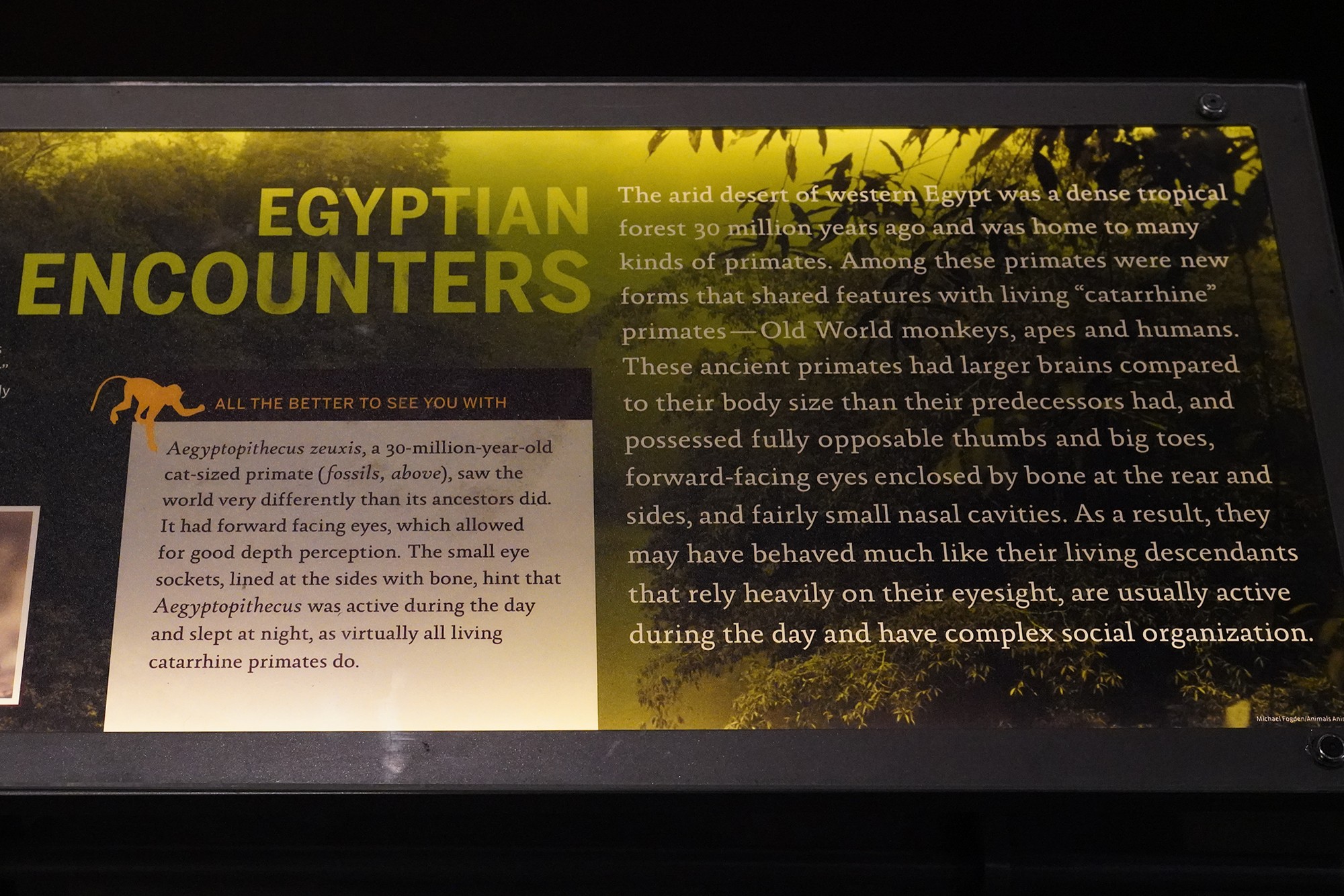 Amerian Museum of Natural History - Human Origins (22)