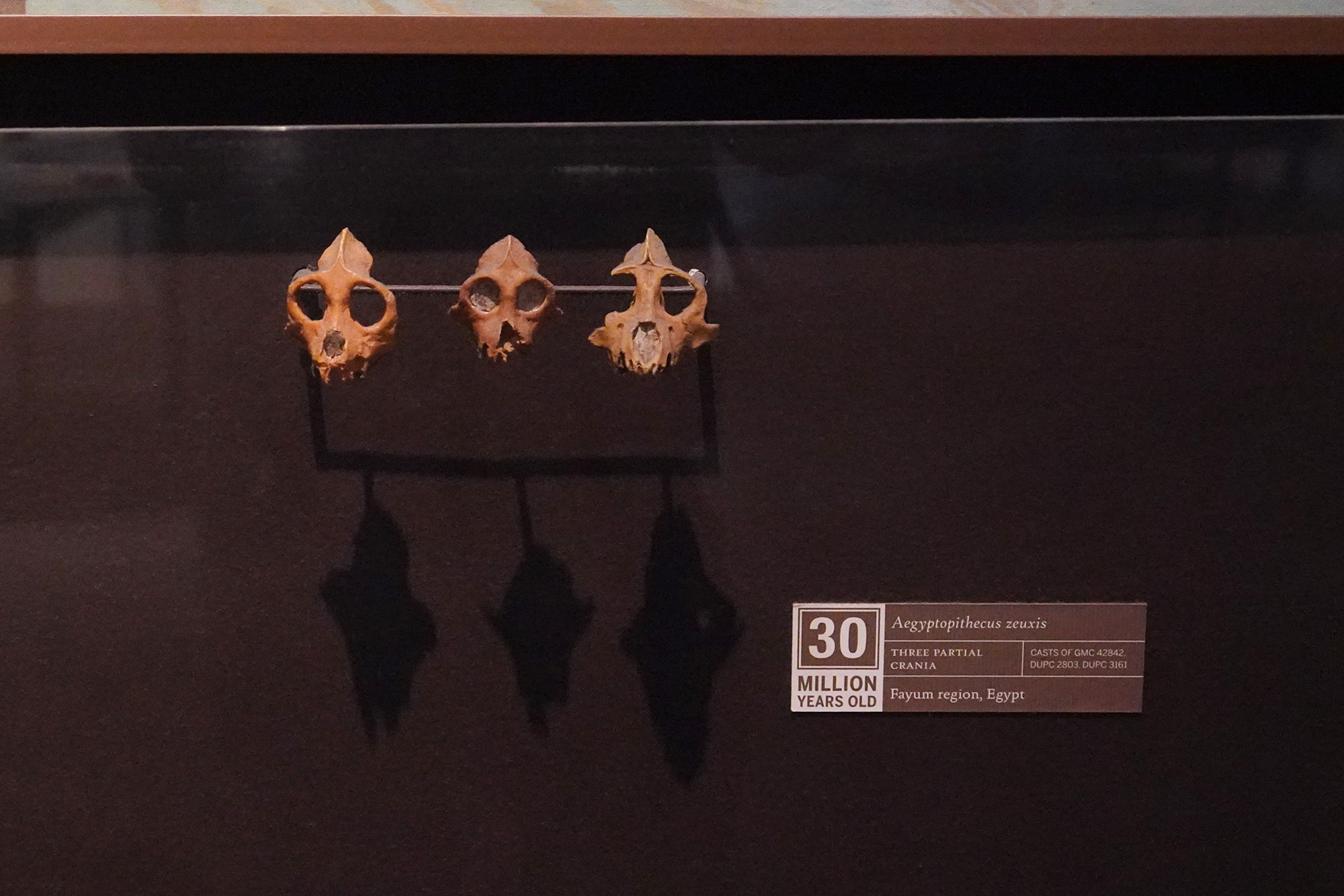Amerian Museum of Natural History - Human Origins (23)