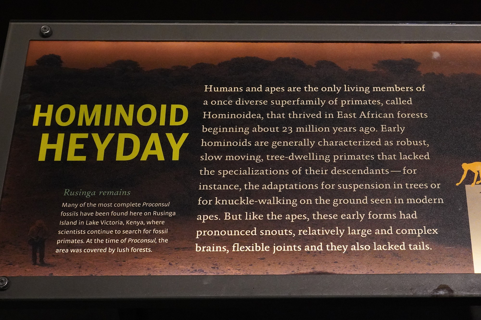 Amerian Museum of Natural History - Human Origins (24)
