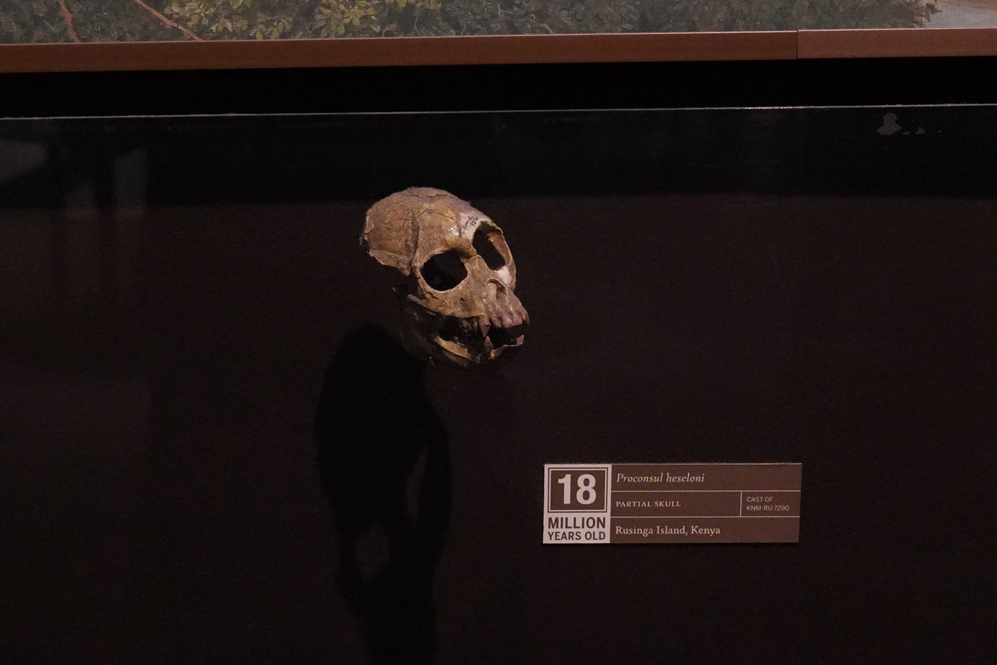 Amerian Museum of Natural History - Human Origins (25)
