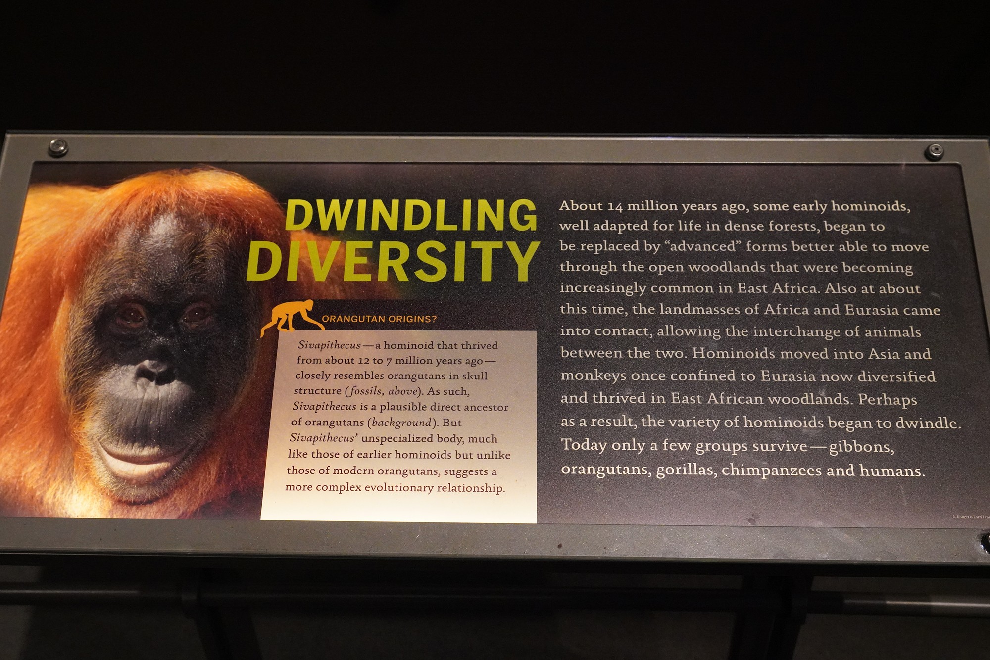 Amerian Museum of Natural History - Human Origins (26)