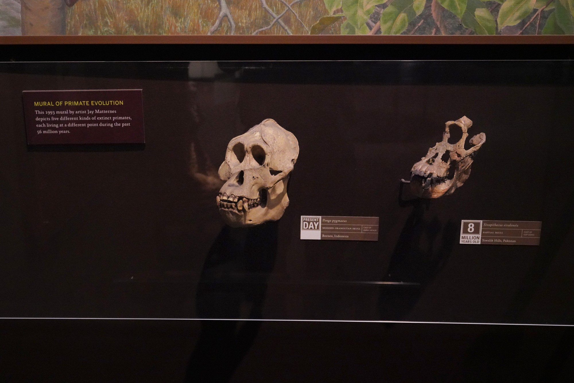Amerian Museum of Natural History - Human Origins (27)