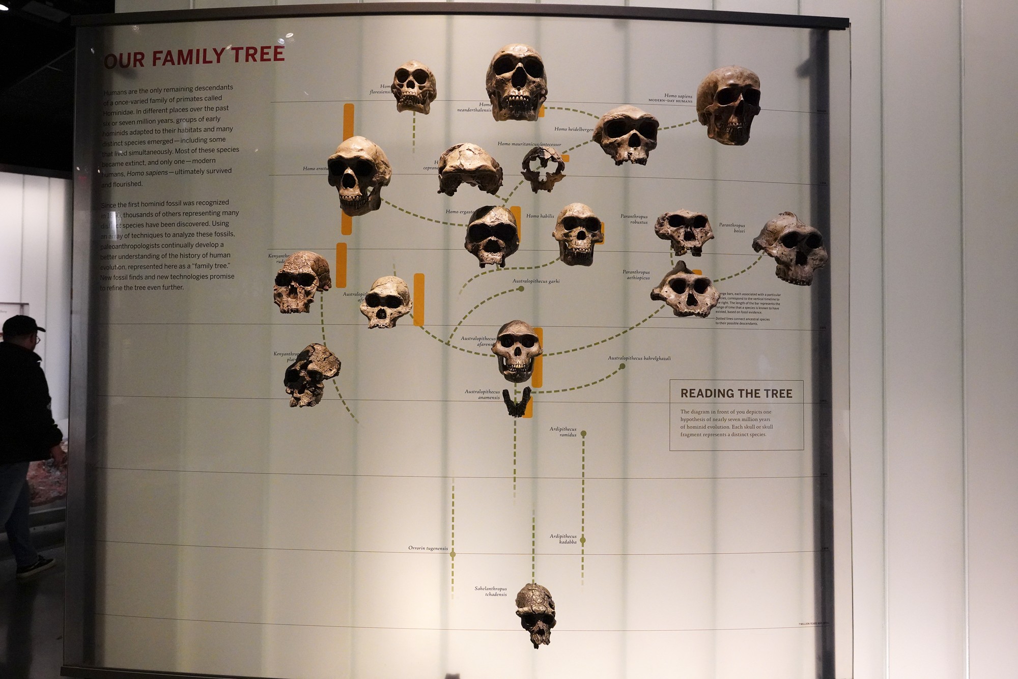 Amerian Museum of Natural History - Human Origins (28)