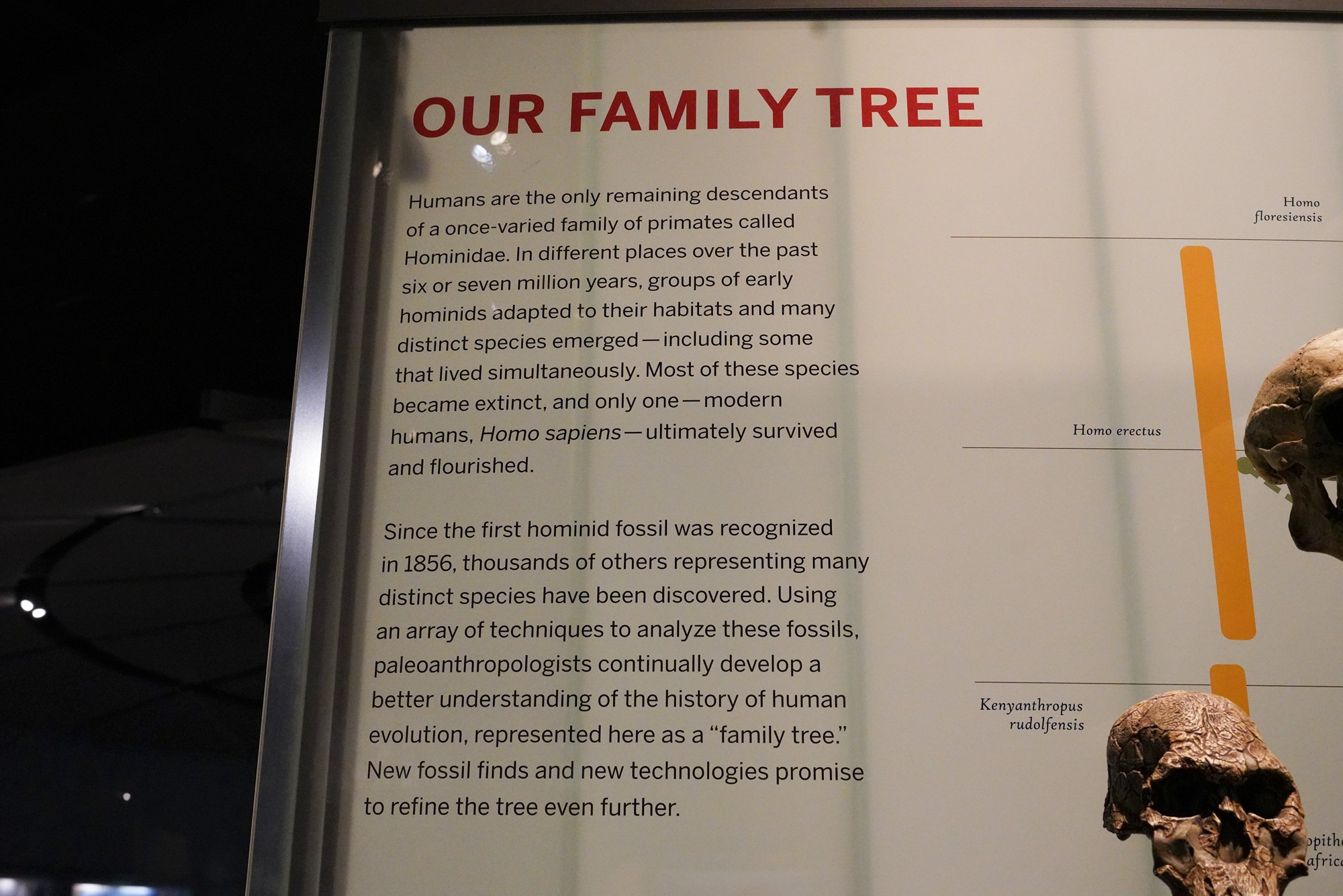Amerian Museum of Natural History - Human Origins (29)
