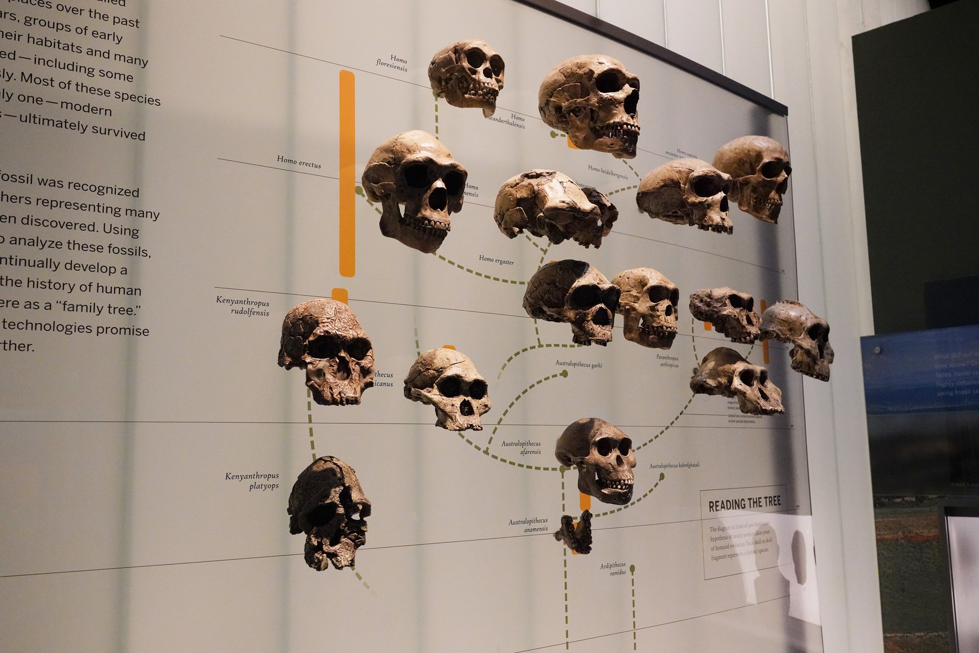 Amerian Museum of Natural History - Human Origins (30)