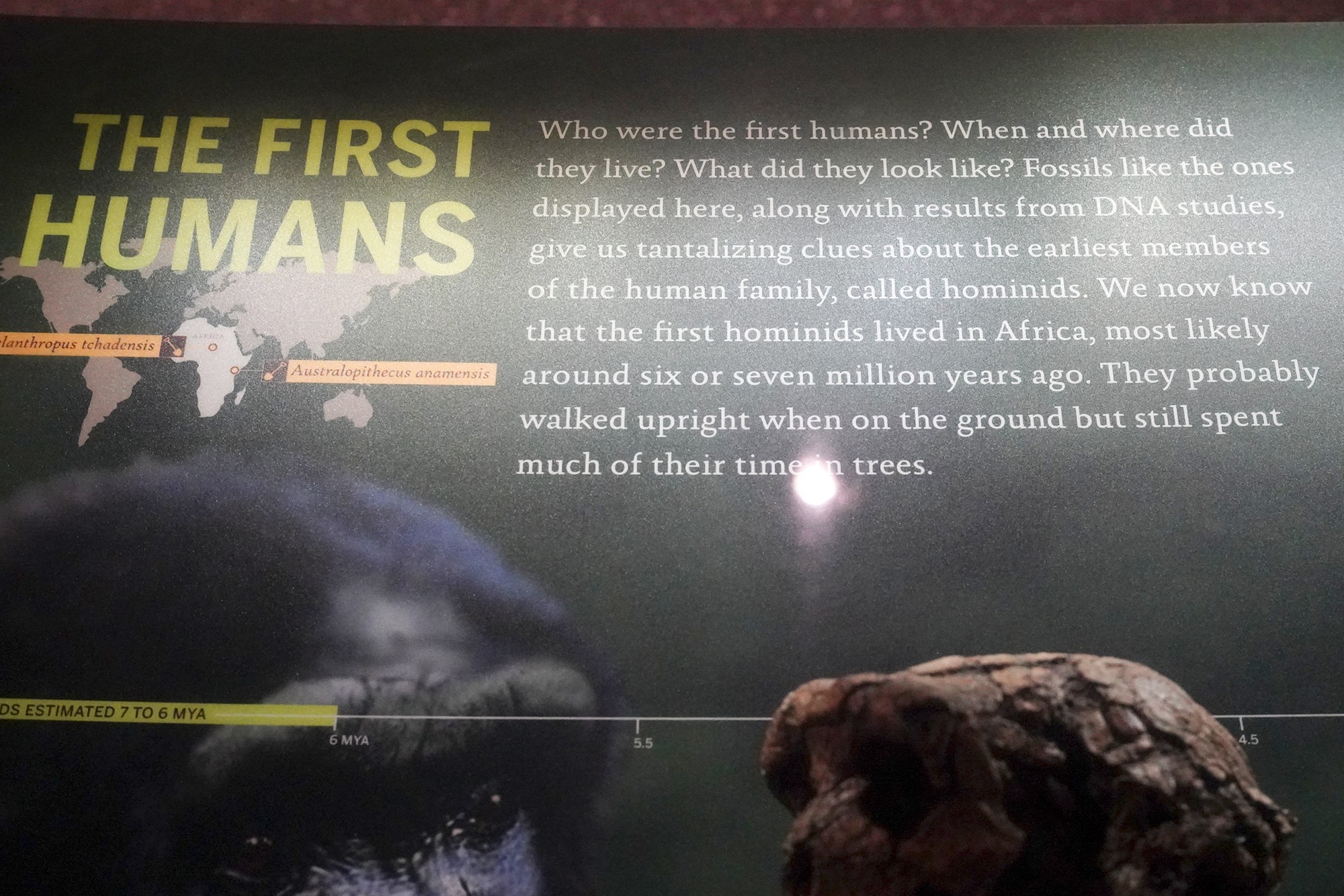 Amerian Museum of Natural History - Human Origins (31)