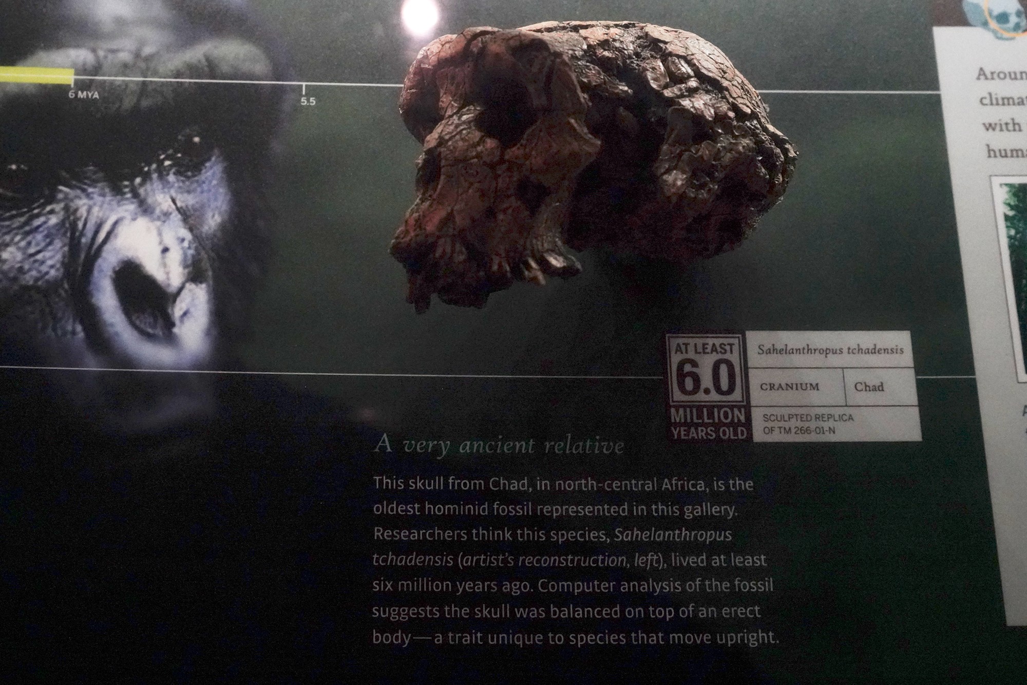 Amerian Museum of Natural History - Human Origins (32)