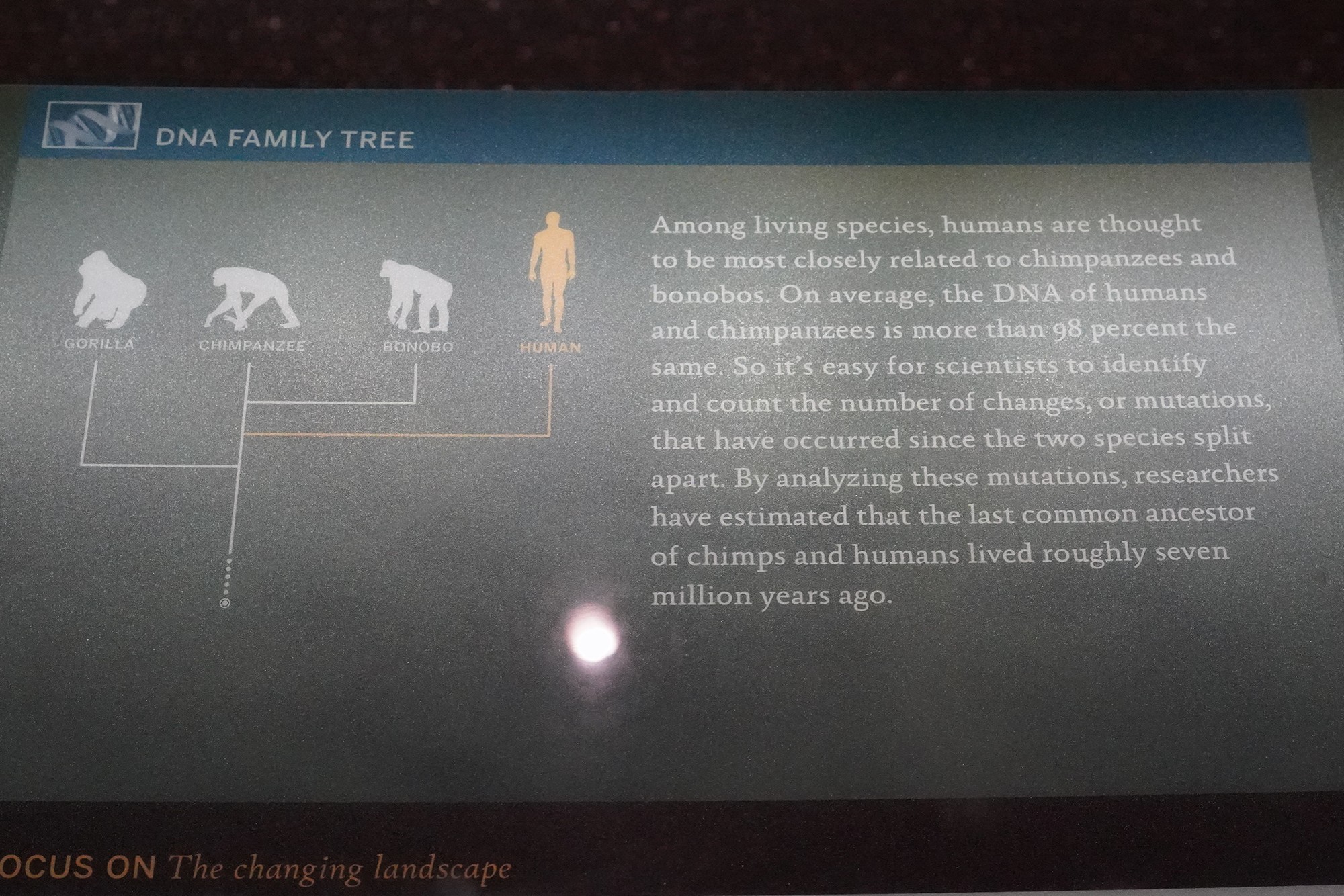 Amerian Museum of Natural History - Human Origins (33)