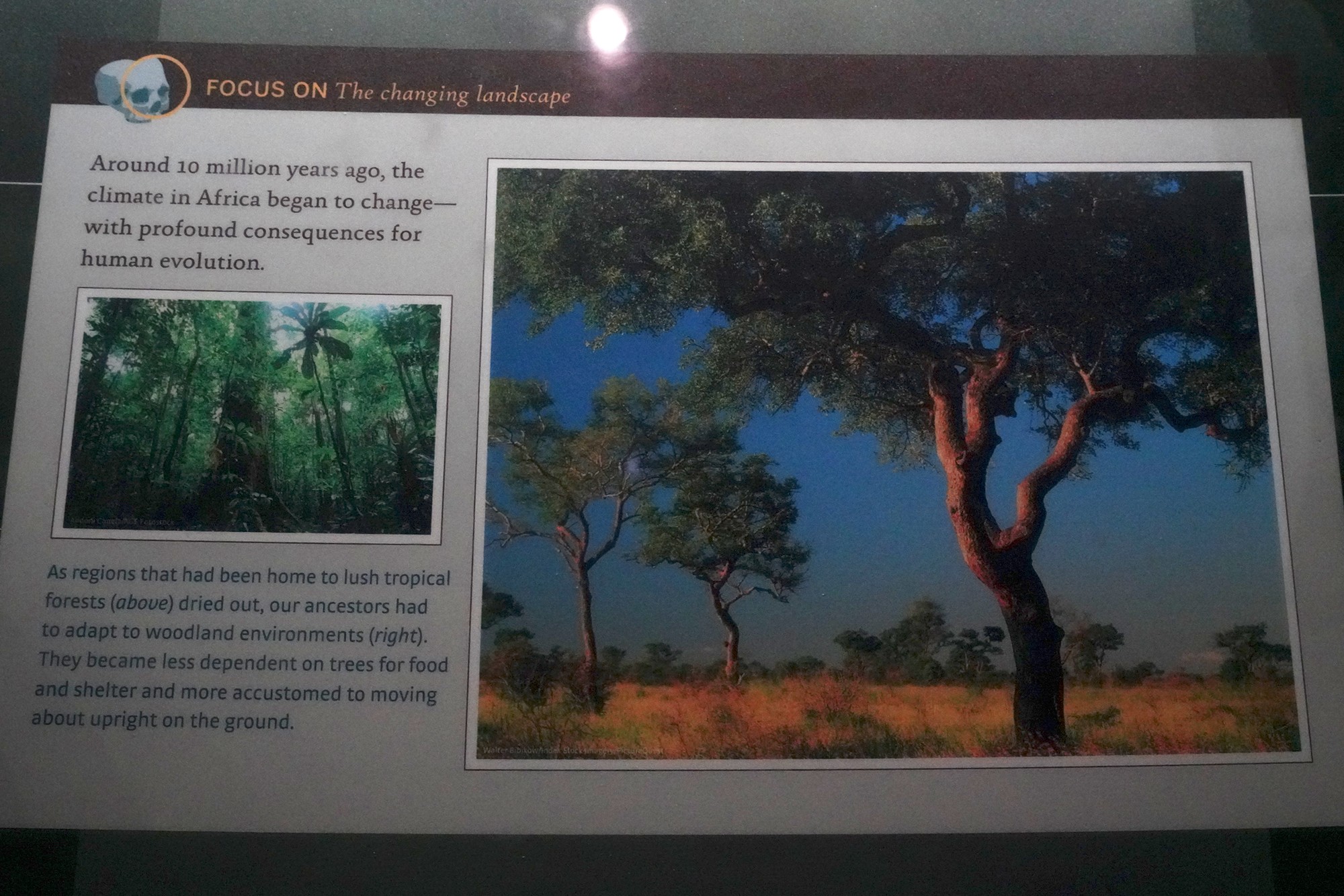 Amerian Museum of Natural History - Human Origins (34)