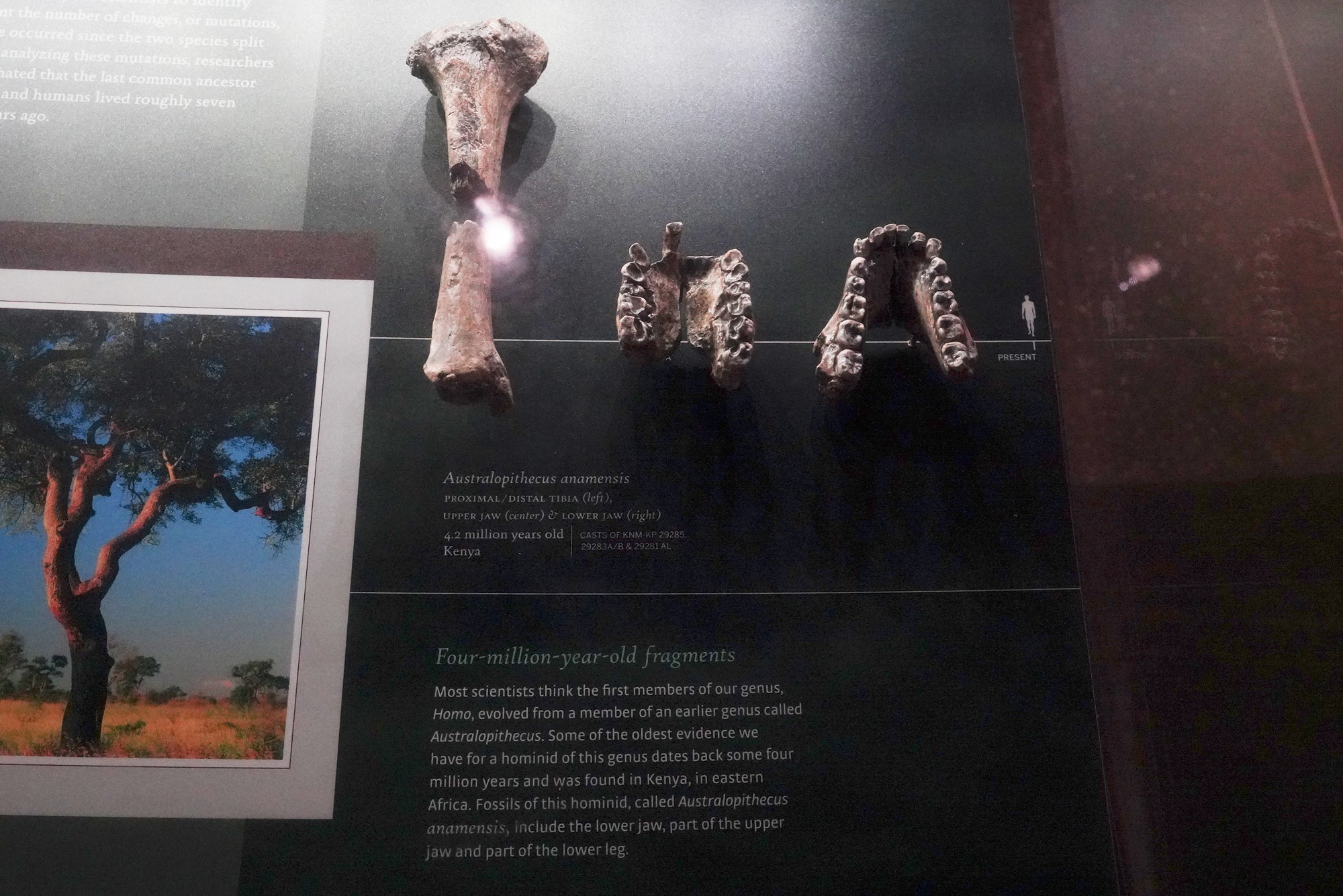 Amerian Museum of Natural History - Human Origins (35)