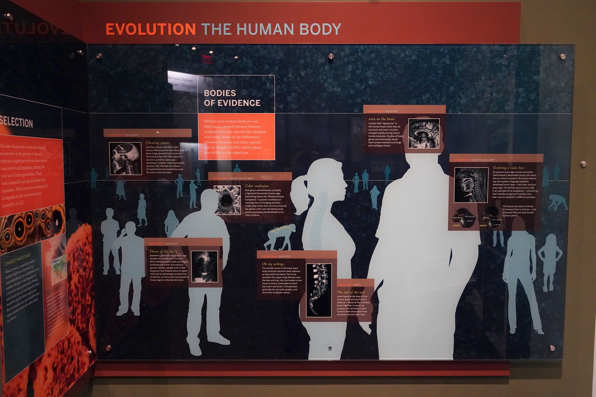 Amerian Museum of Natural History - Human Origins (36)