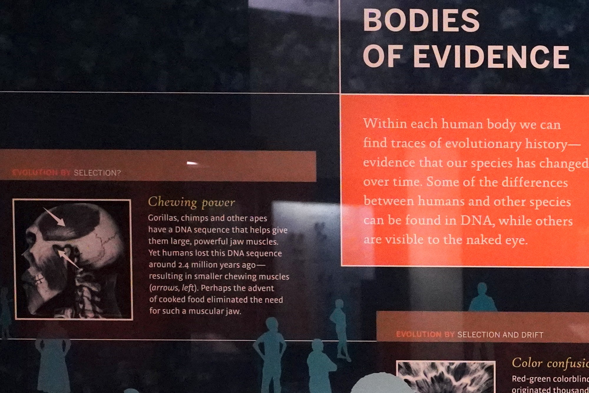 Amerian Museum of Natural History - Human Origins (37)