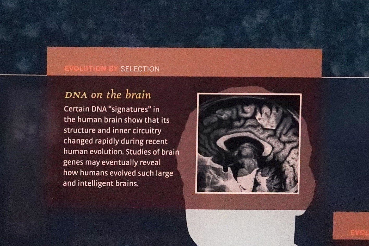 Amerian Museum of Natural History - Human Origins (38)