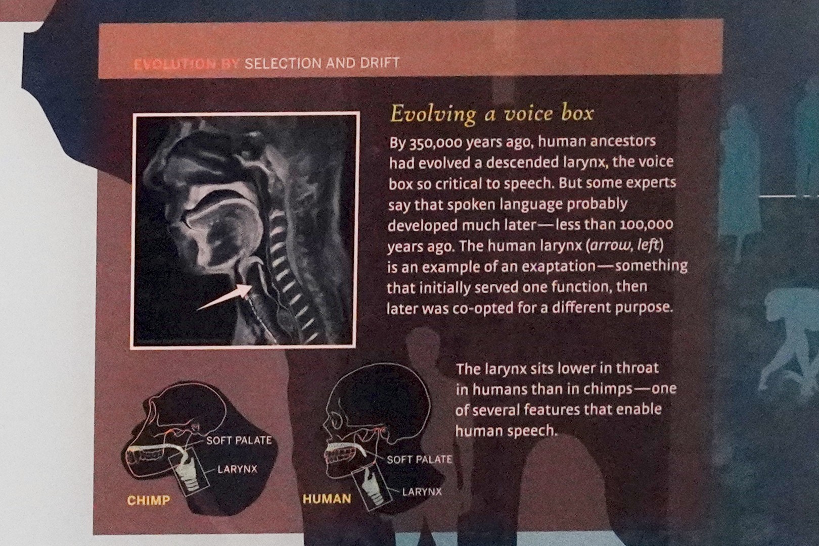 Amerian Museum of Natural History - Human Origins (39)